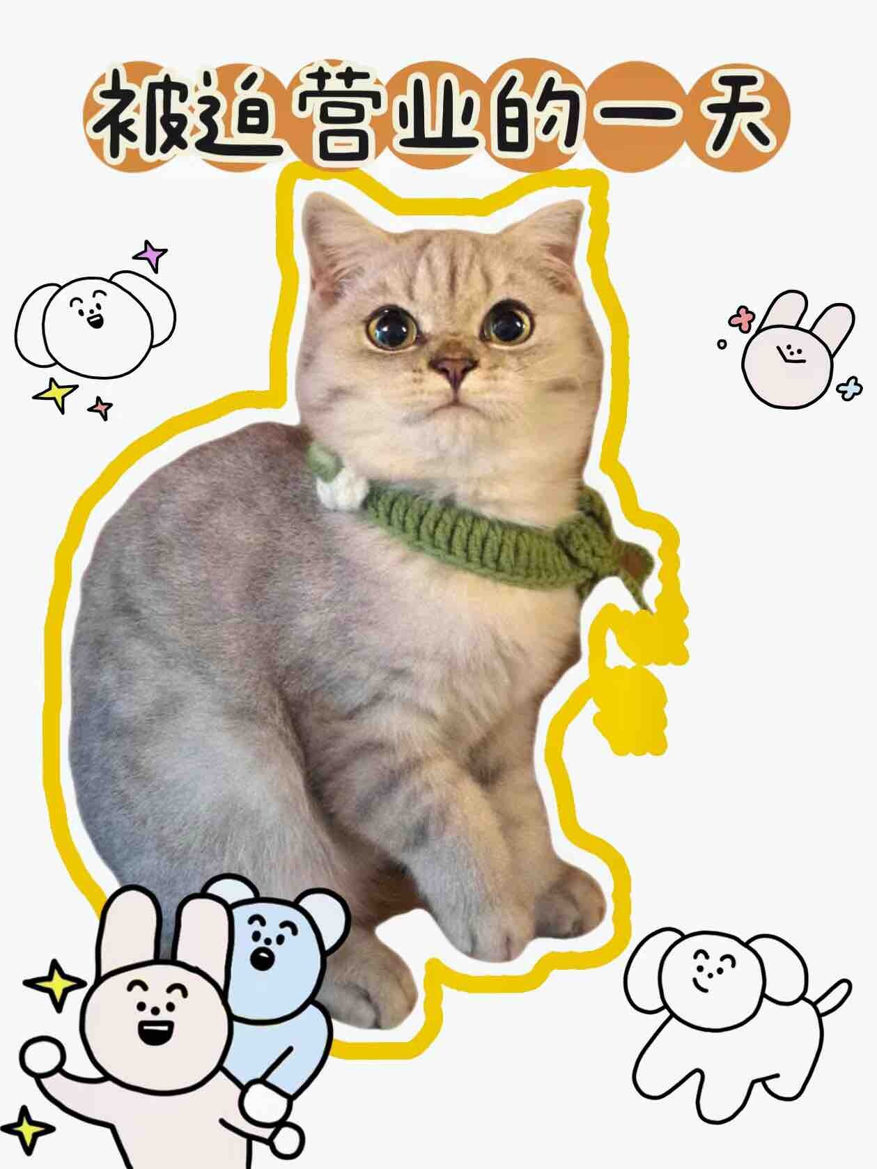 这只很胖的银虎猫妹妹找新主人~全款700元。