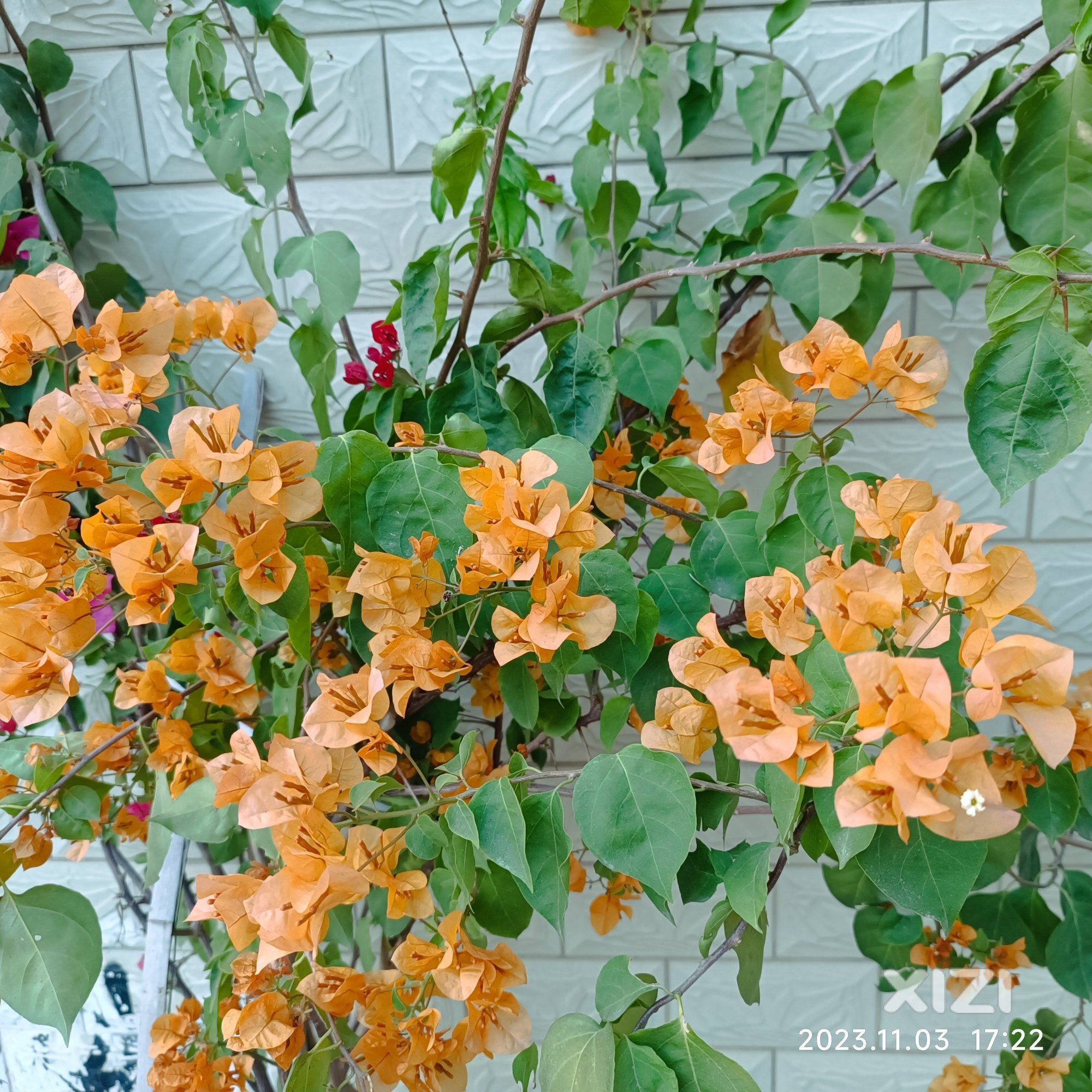 种花好还是种菜好？