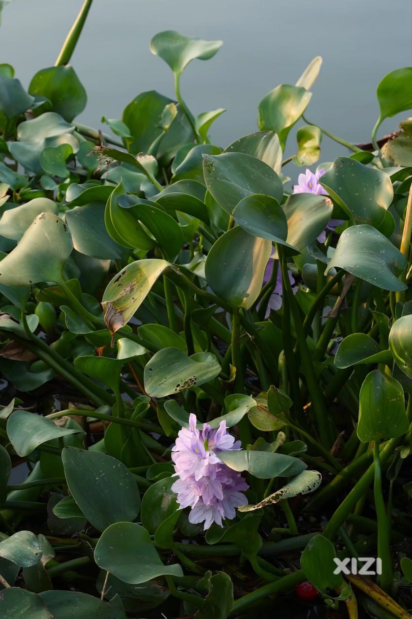 水浮莲开花也狠美