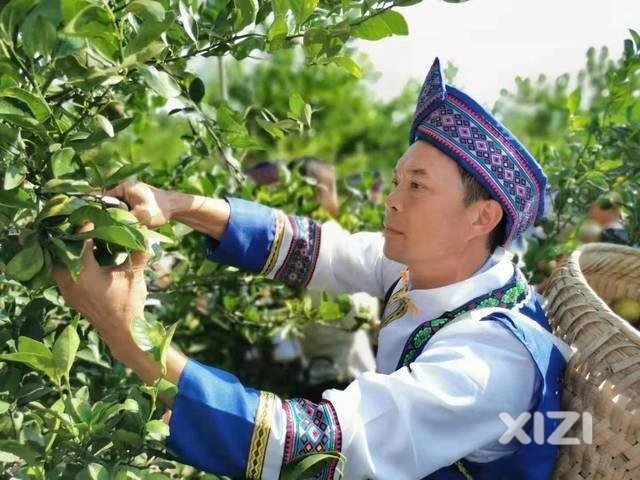 惠东山瑶柑