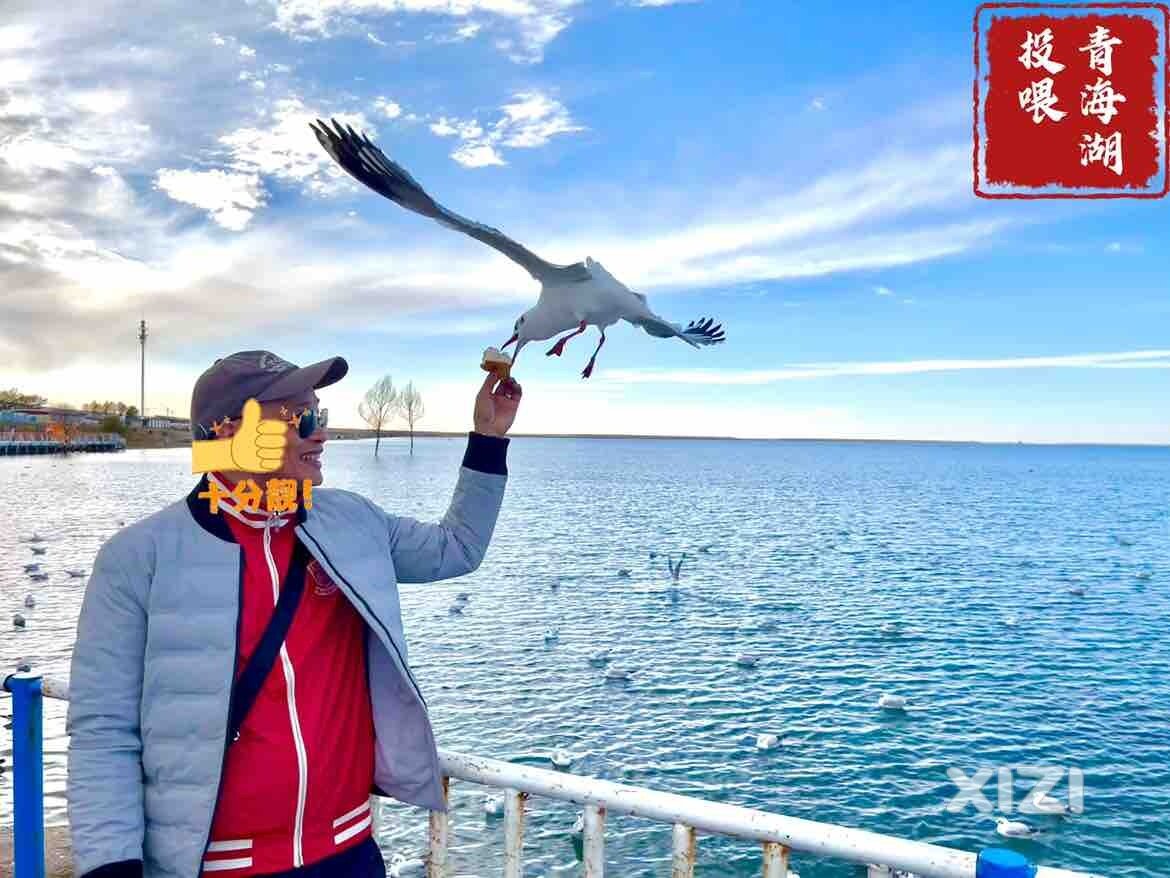 青海湖投喂