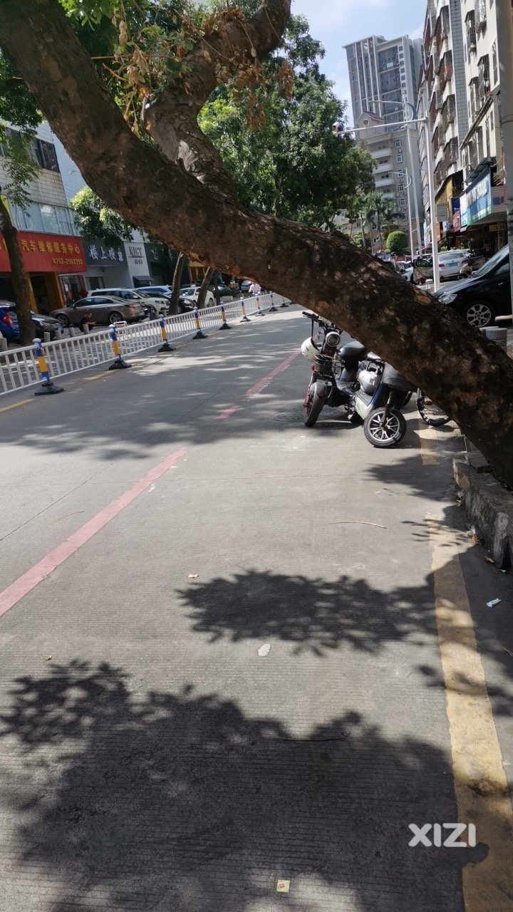 斜树