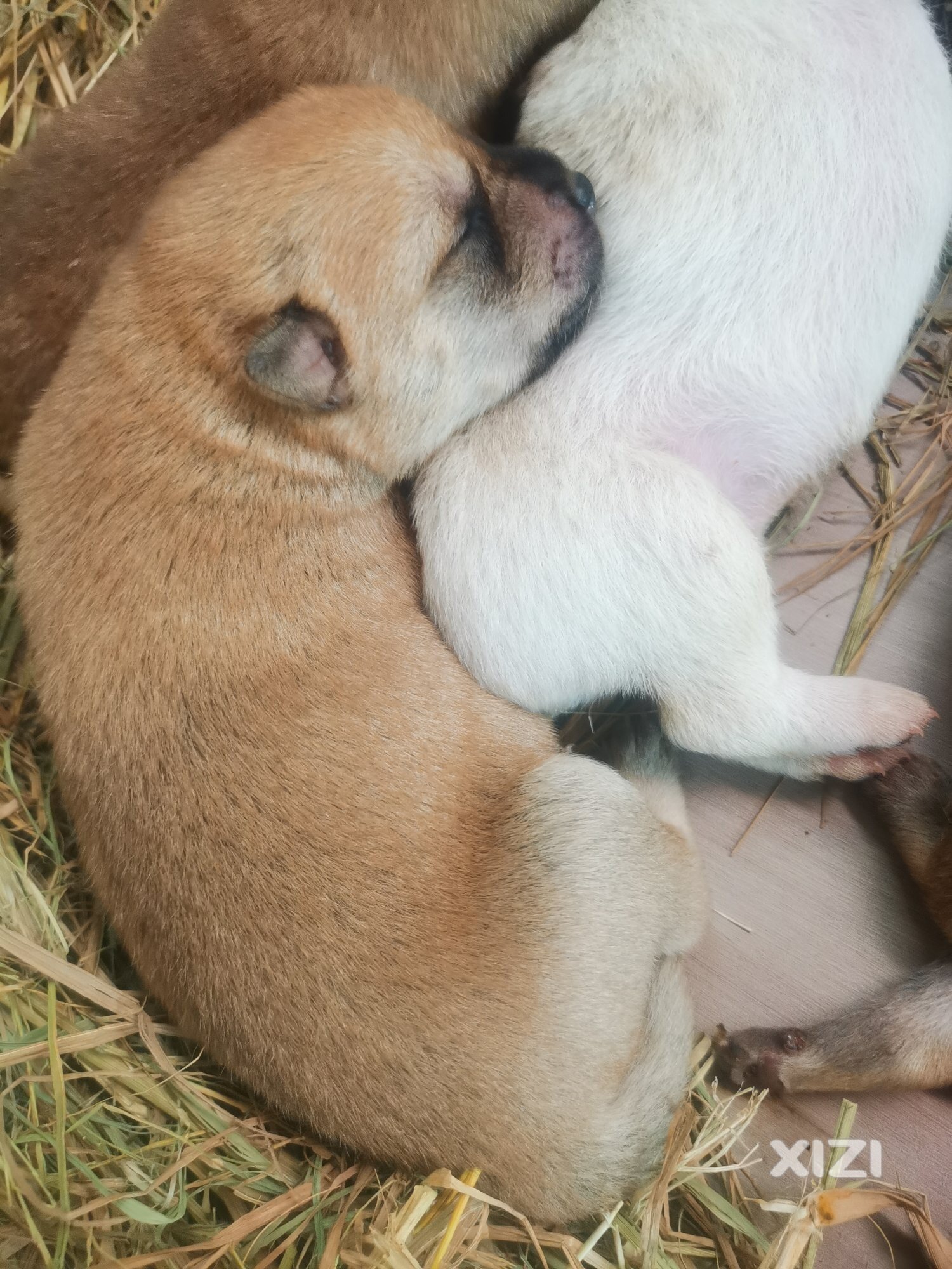 可以预订精品田园犬崽