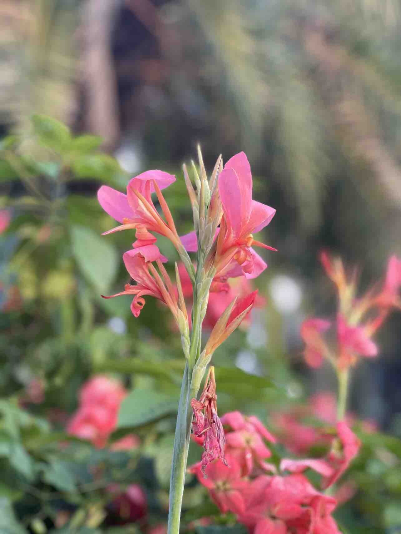 秋风瑟瑟  花开艳丽