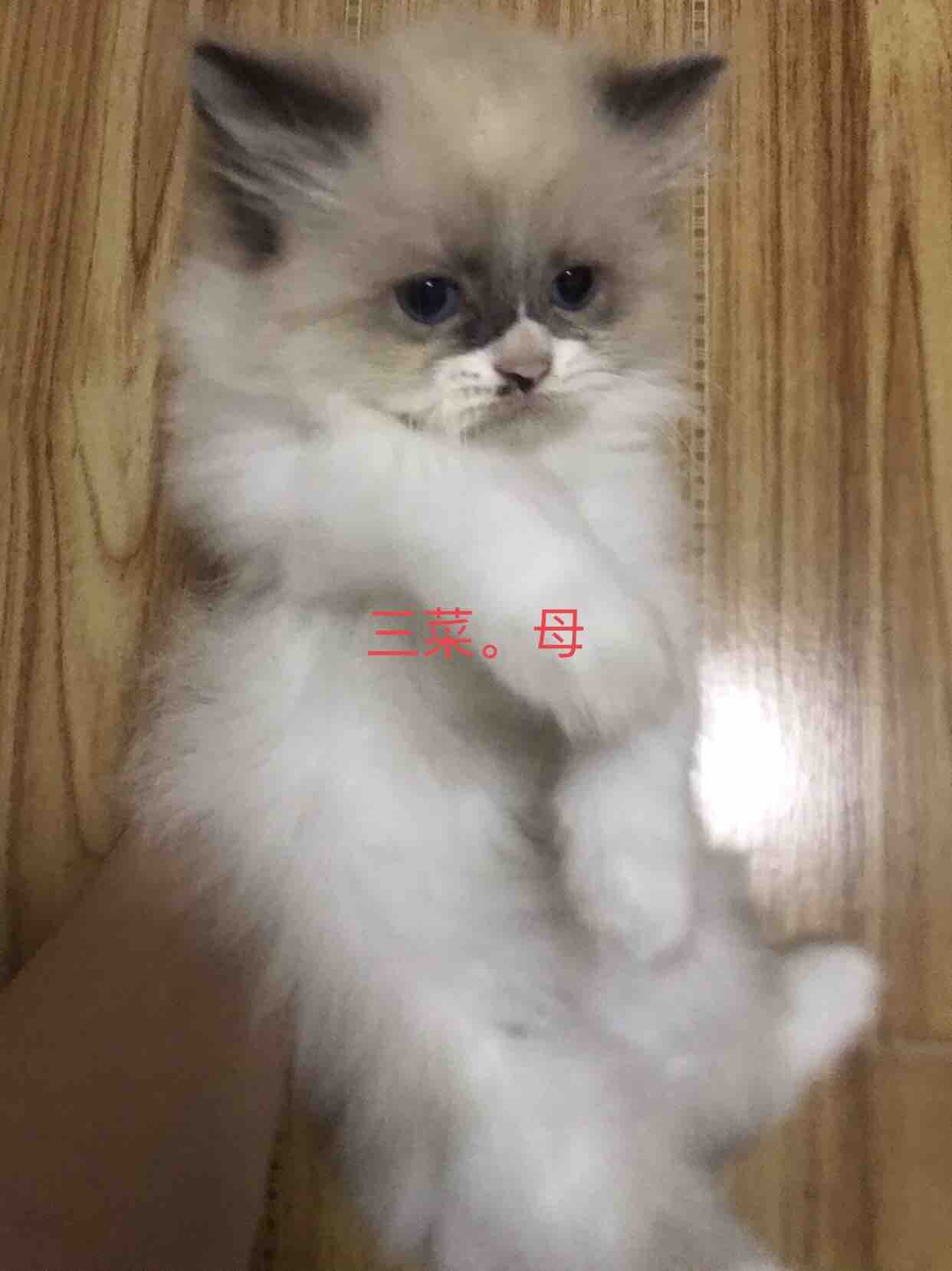 布偶猫有偿领养