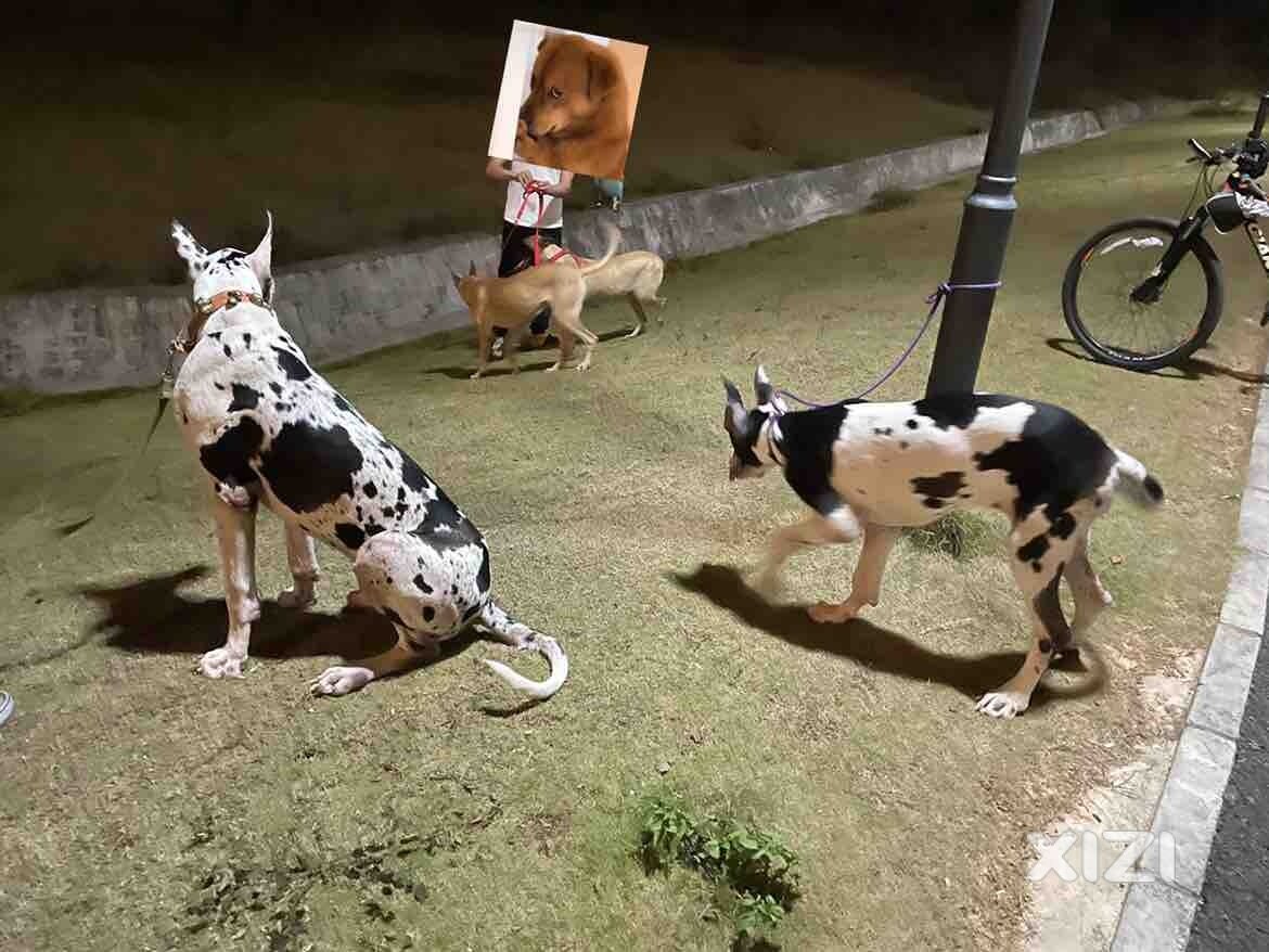 偶遇狗狗