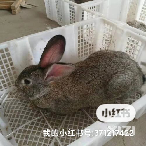 惠城区草养肉兔直送，可以加工成烤兔。