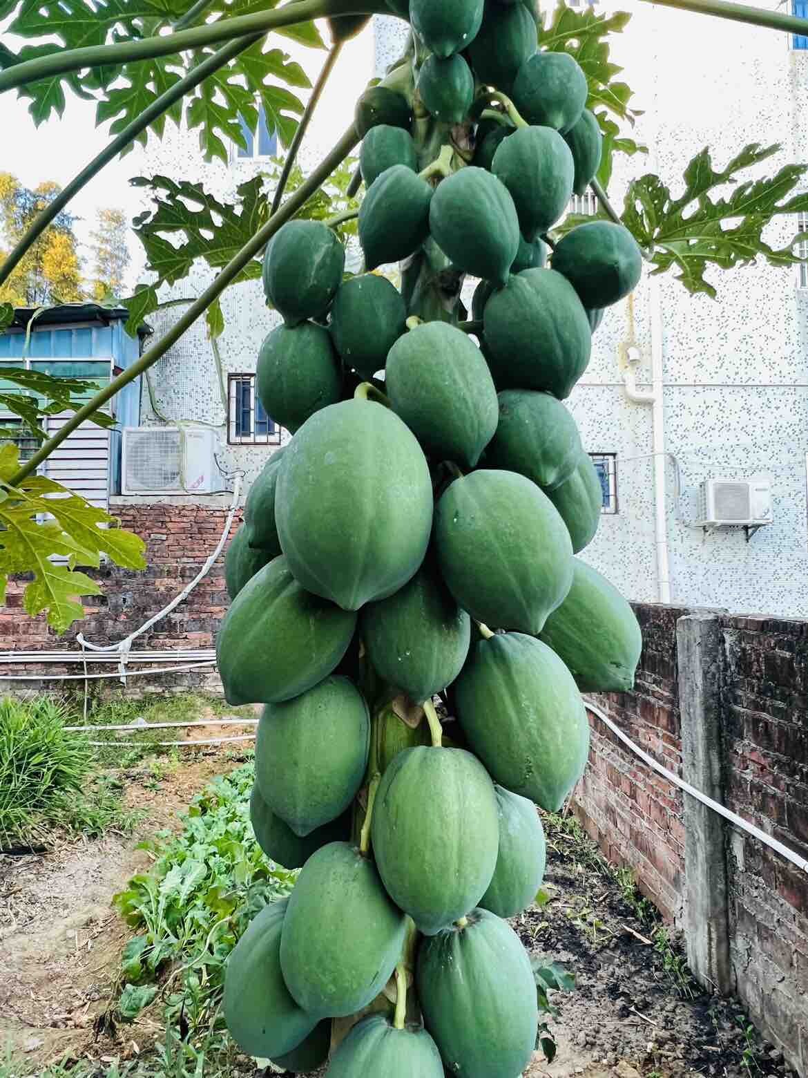 结的果子太多太密集了