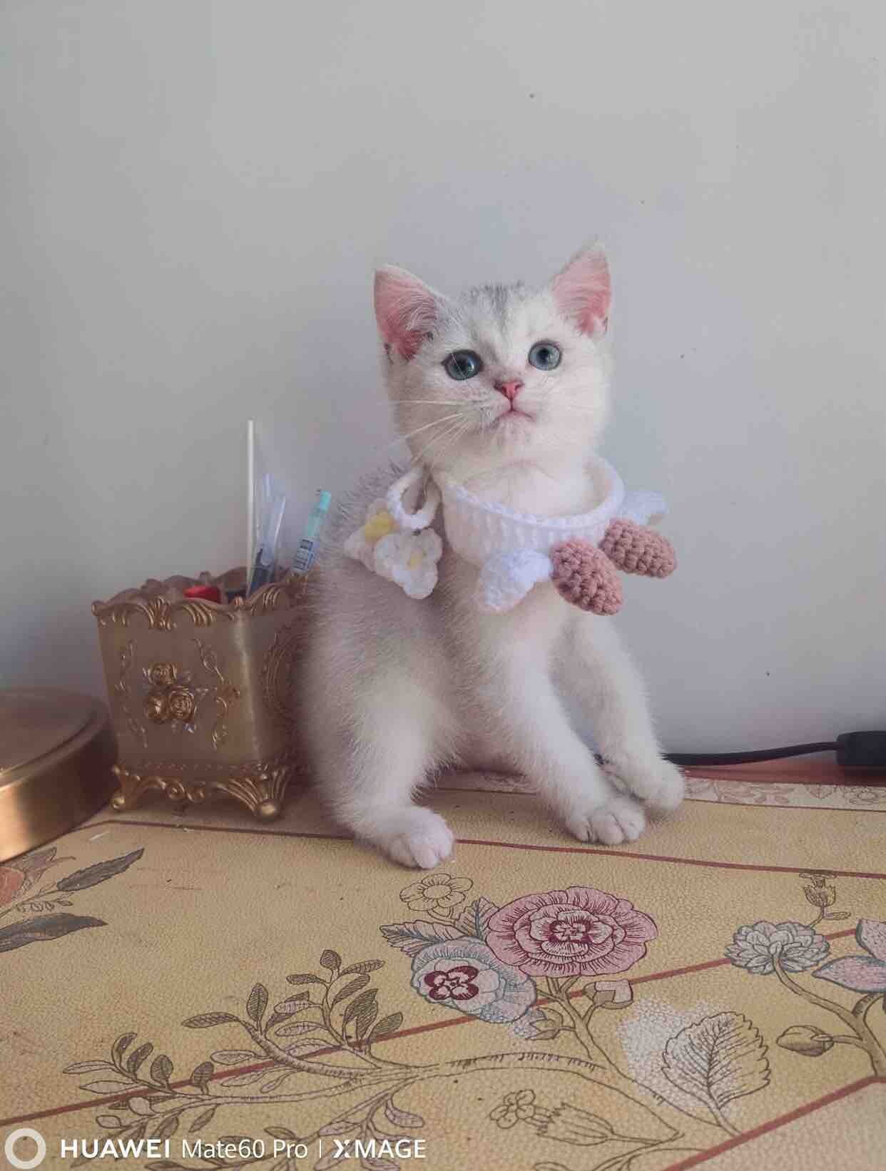 什么？？这么可爱的银渐层弟弟400元？还是自己家猫生？