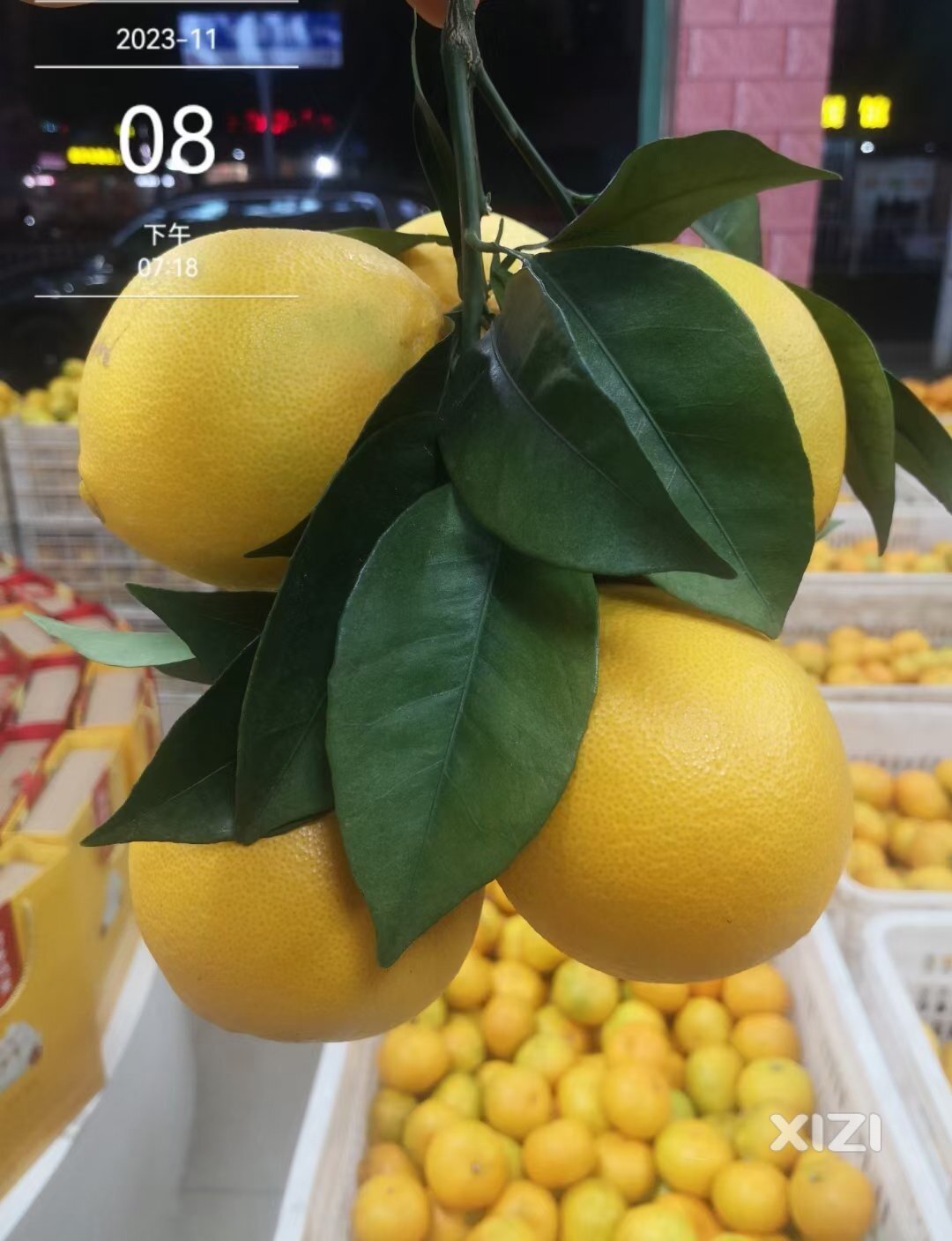 赣南脐橙