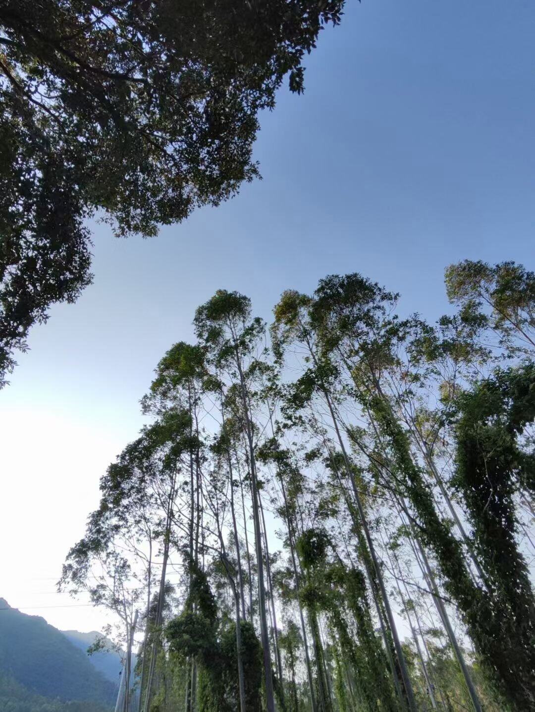 漫步黄昏后