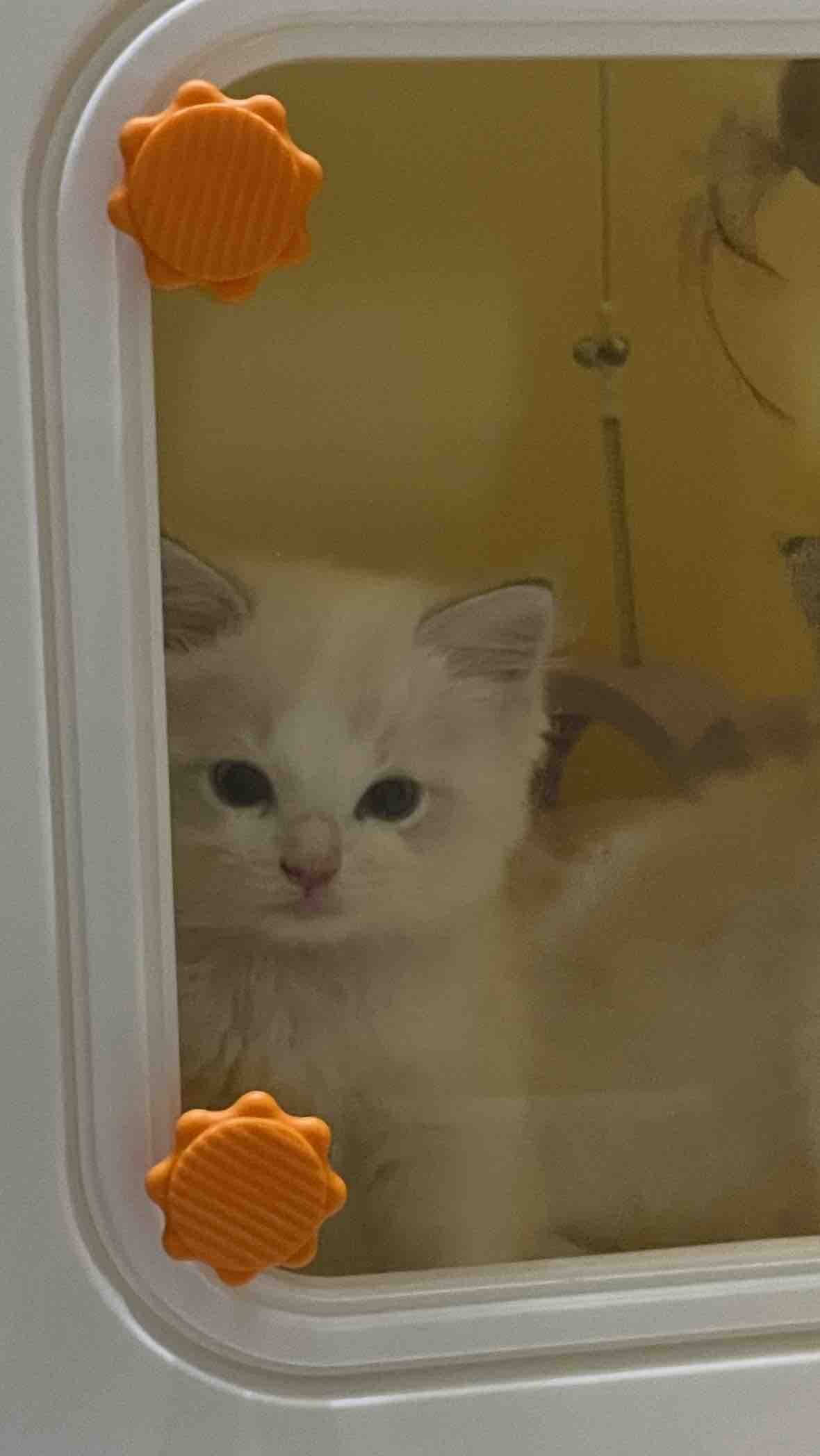 布偶猫有偿领养