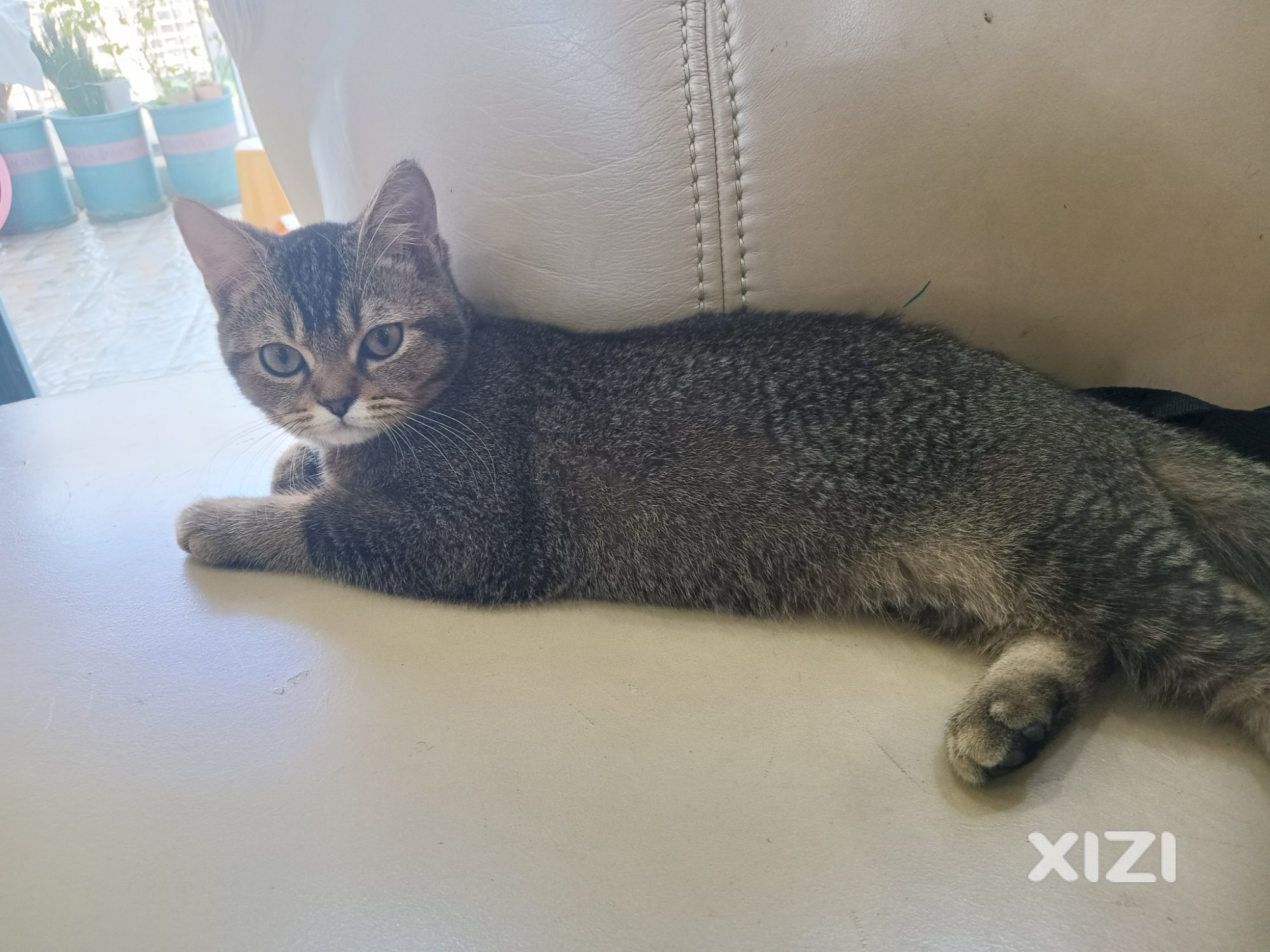 猫咪求爱心人士领养