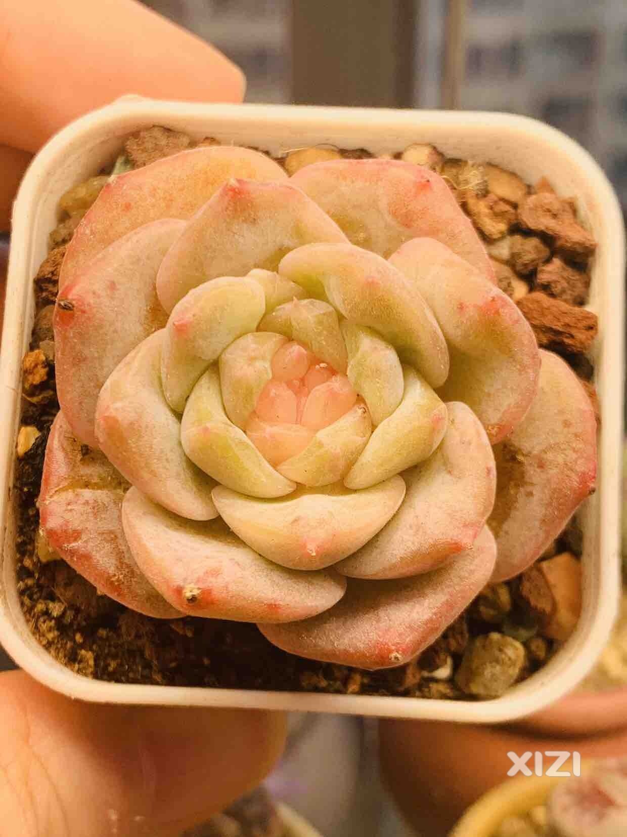没错，时隔多年我又入坑了