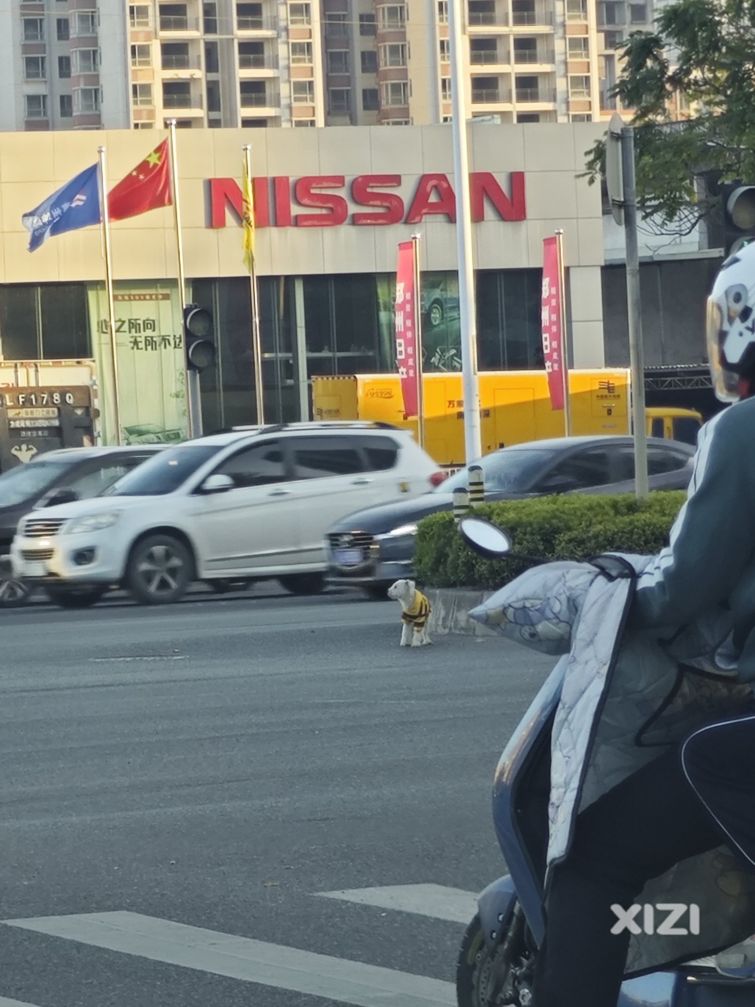 惠州三新的走丢狗狗