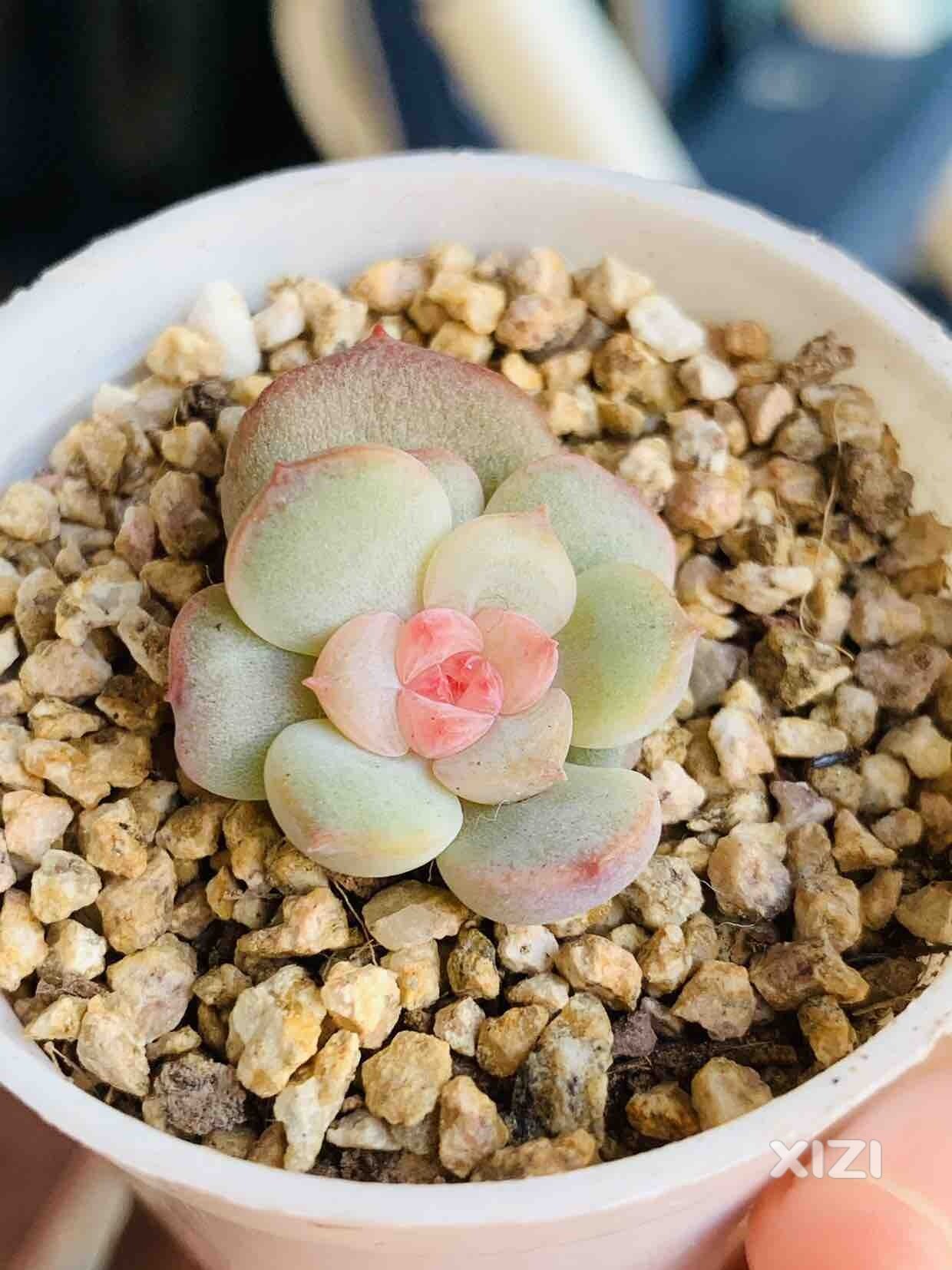 咔嚓～咔嚓～又是多肉拍不停的一个上午