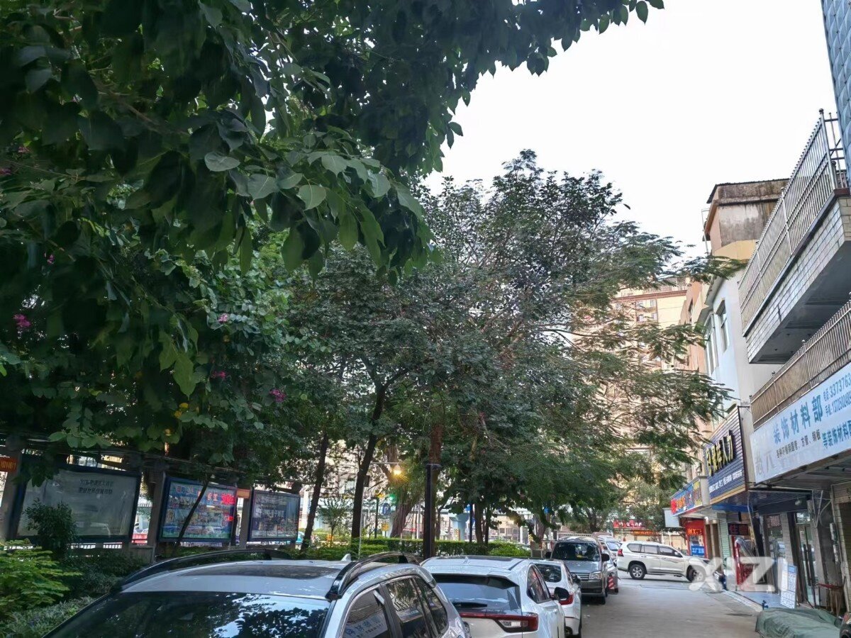 惠阳立交桥人民五路这边的树什么时候修剪