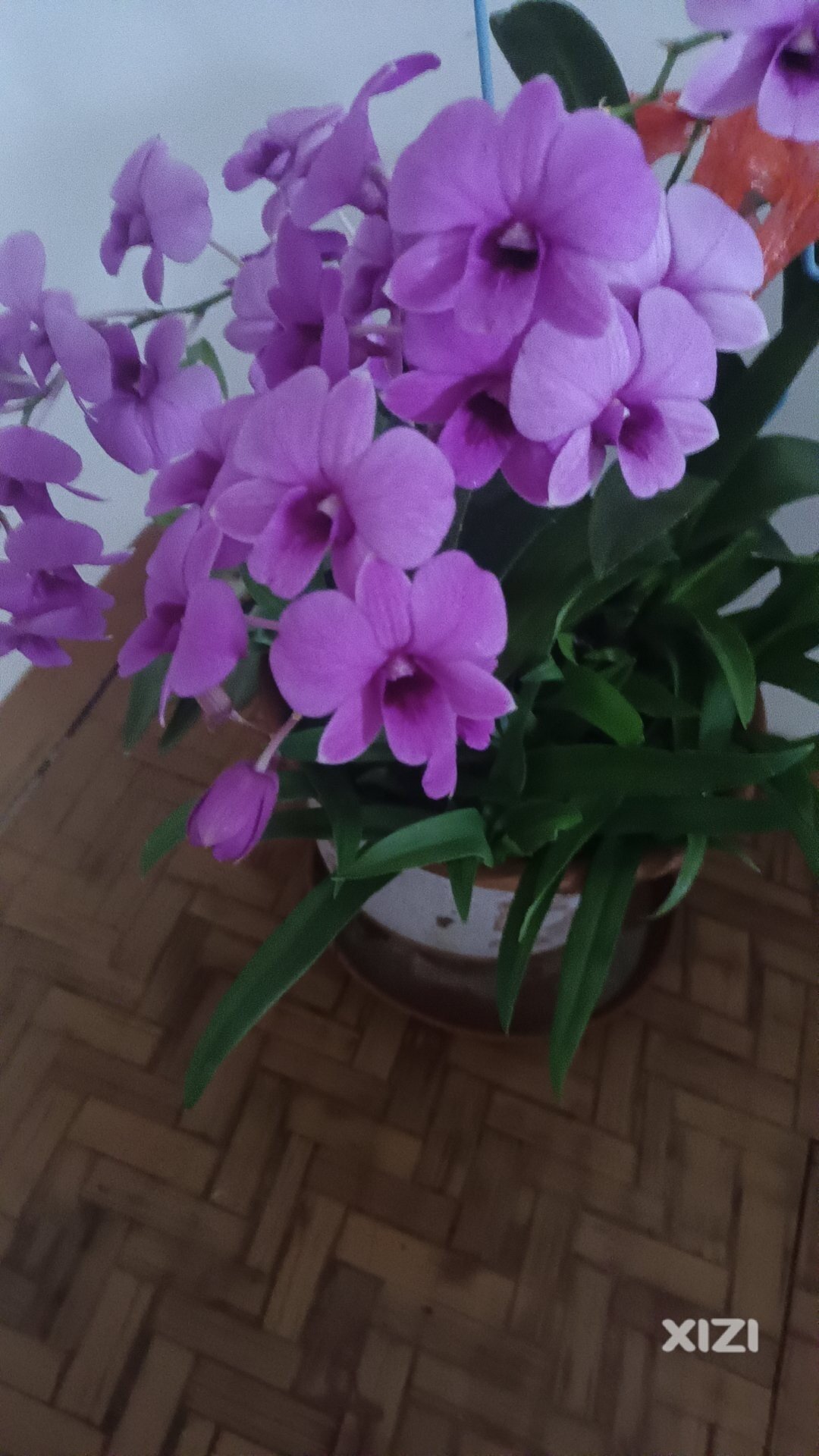 与大家分享一下我种的