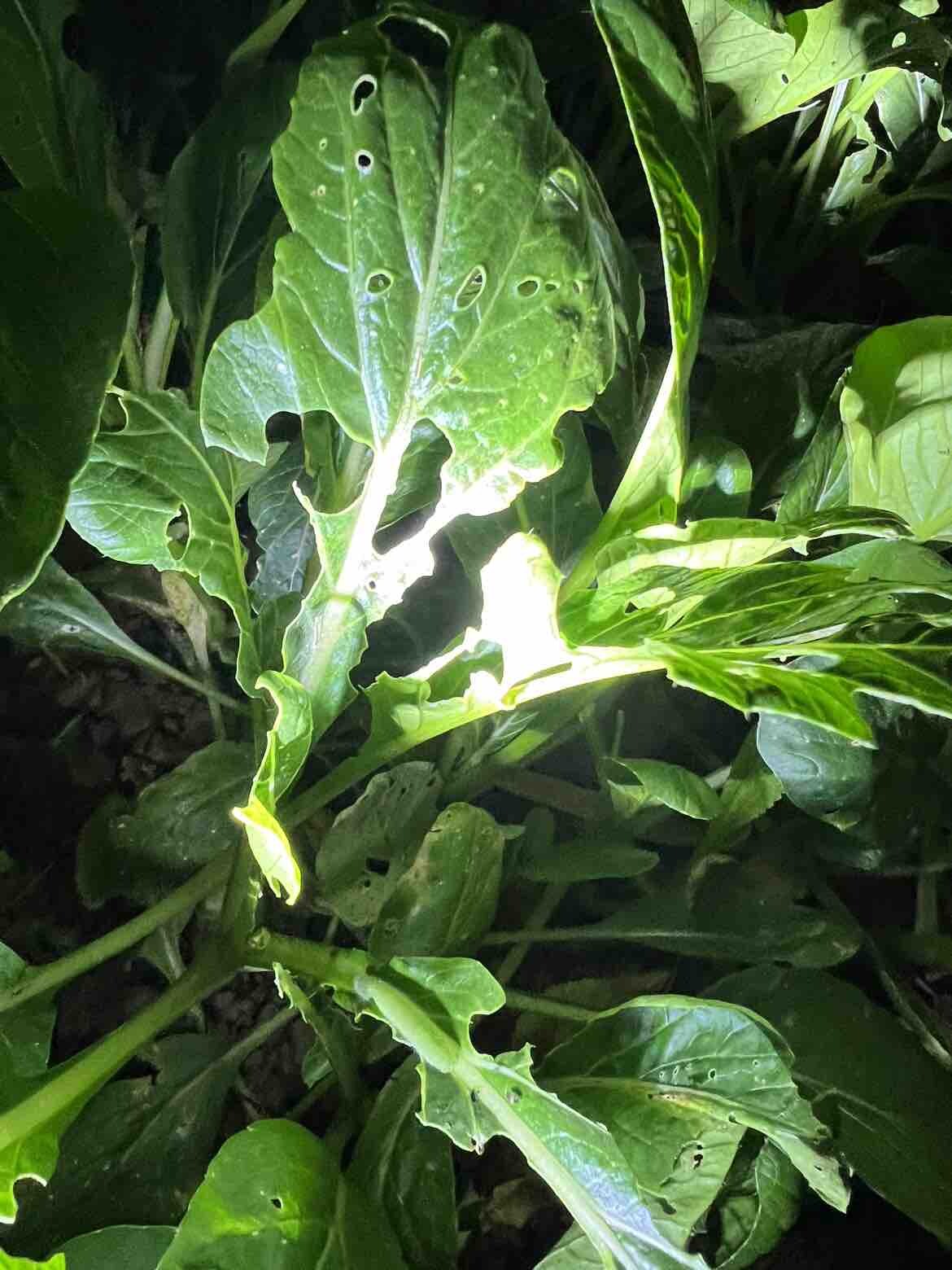 坏虫[愤怒][愤怒][愤怒]把我的菜都
