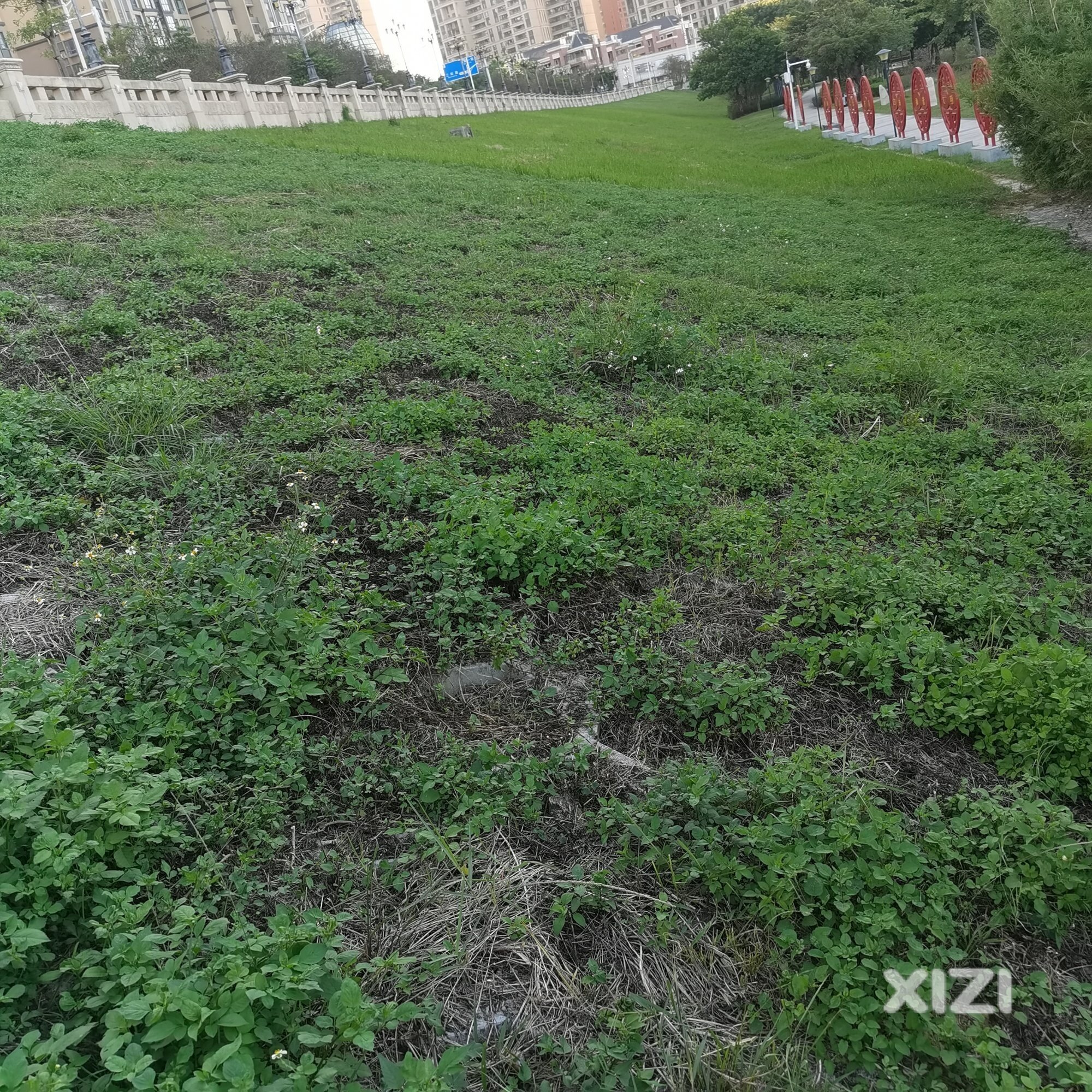 不明白如此空旷地方为啥不种上树？
