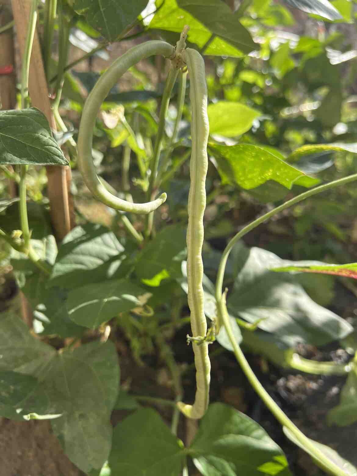 捉完虫，摘点莱心中午
