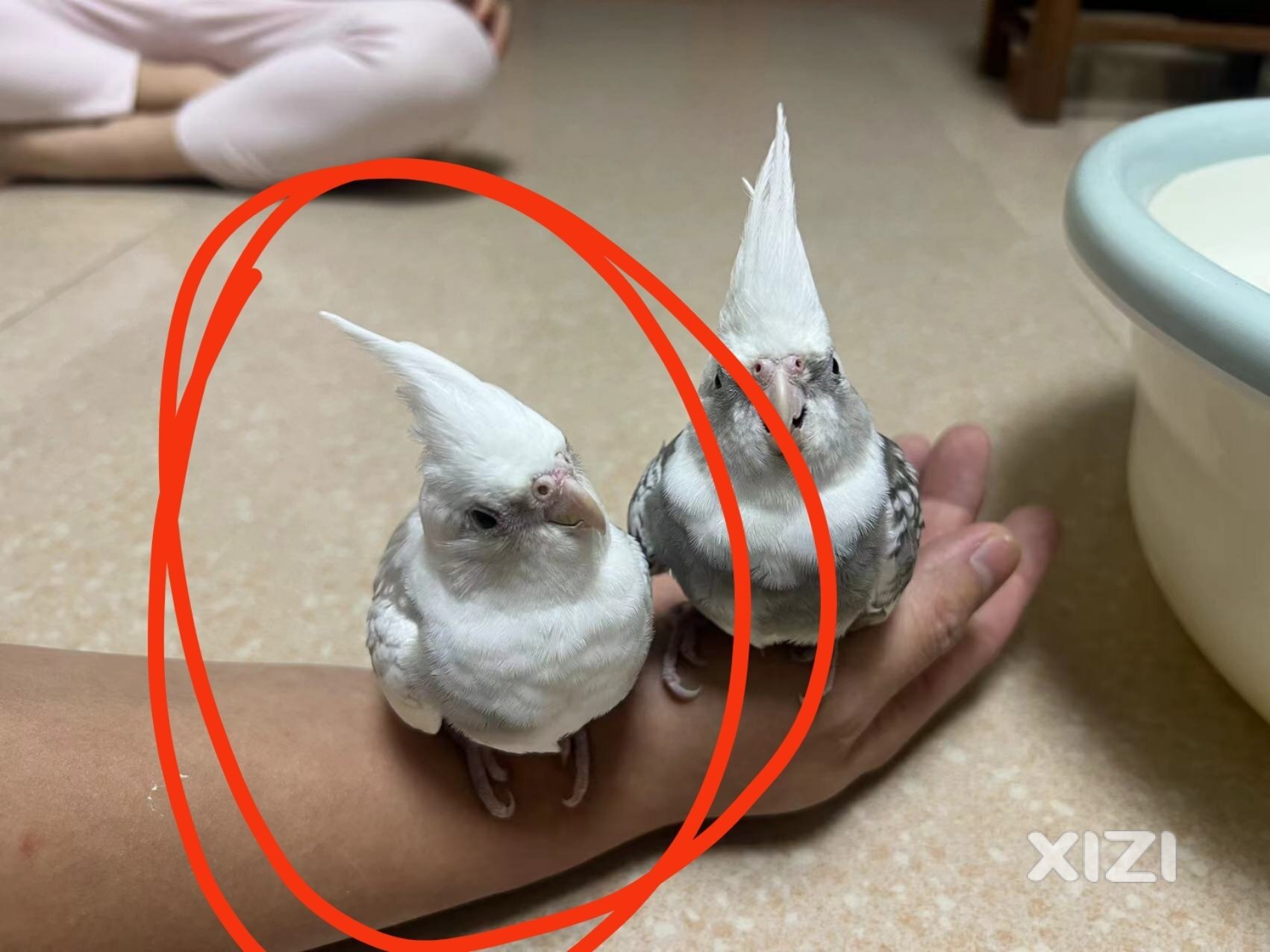 寻鸟启示