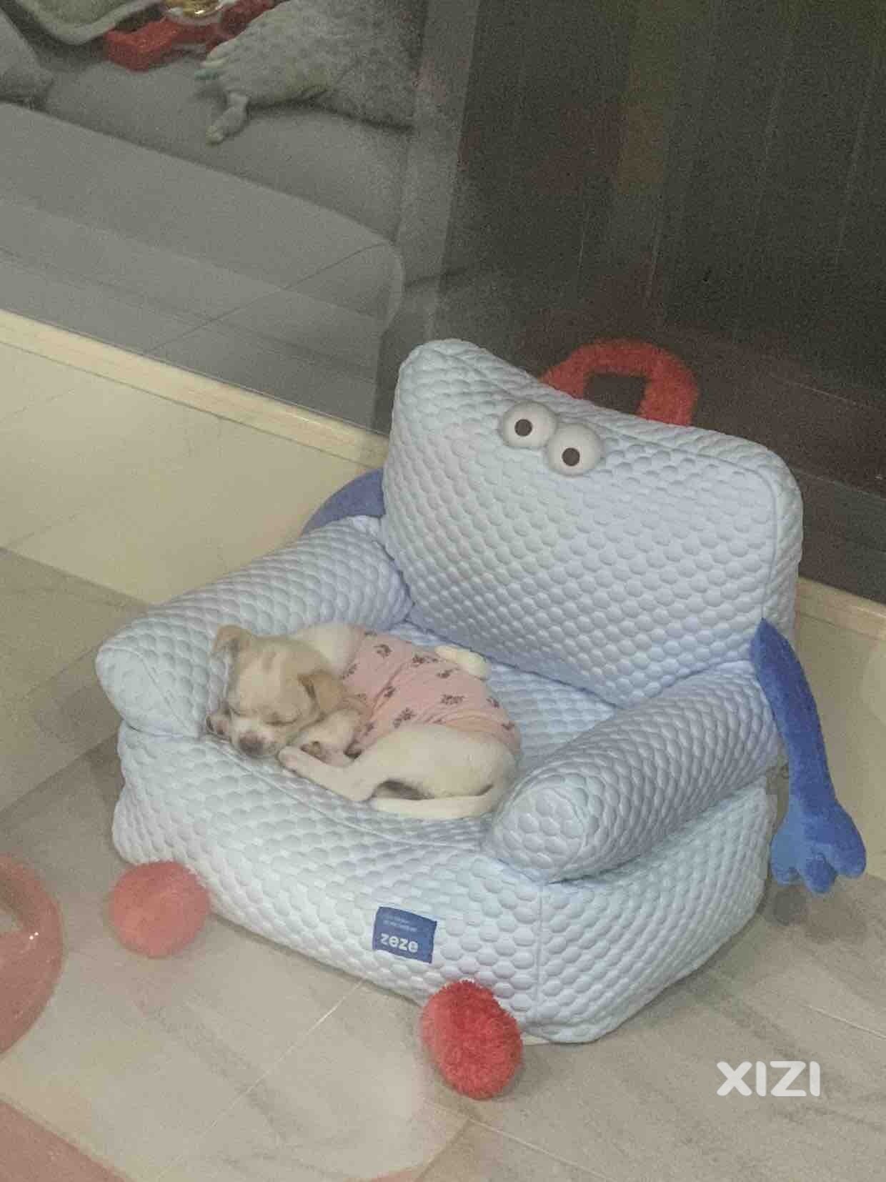 领养狗狗