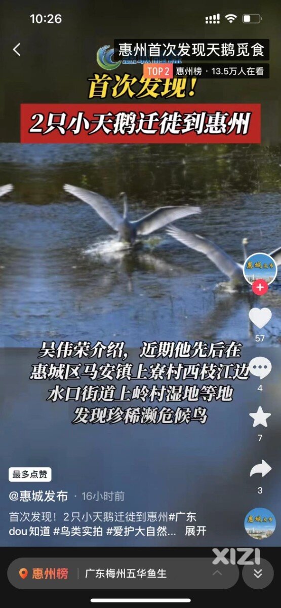 惠州首次发现天鹅觅食！