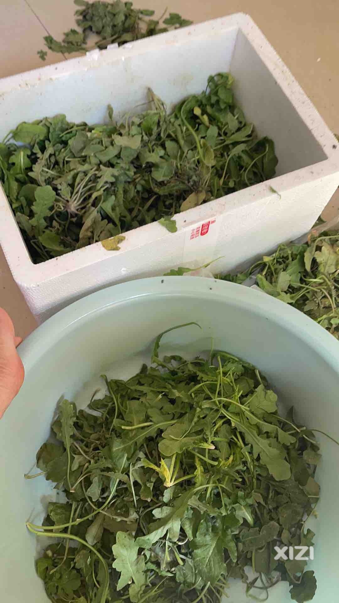 又到吃荠菜的季节