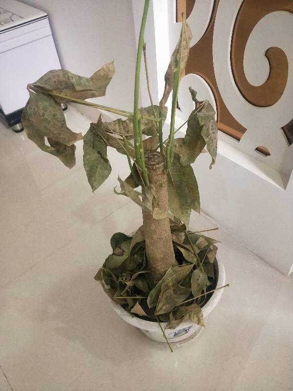 如果你一入职，老板的发财树就死了，你会怎么说