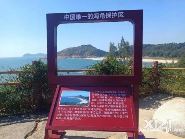 罕见！时隔6年野海龟再回到惠州海龟湾产卵