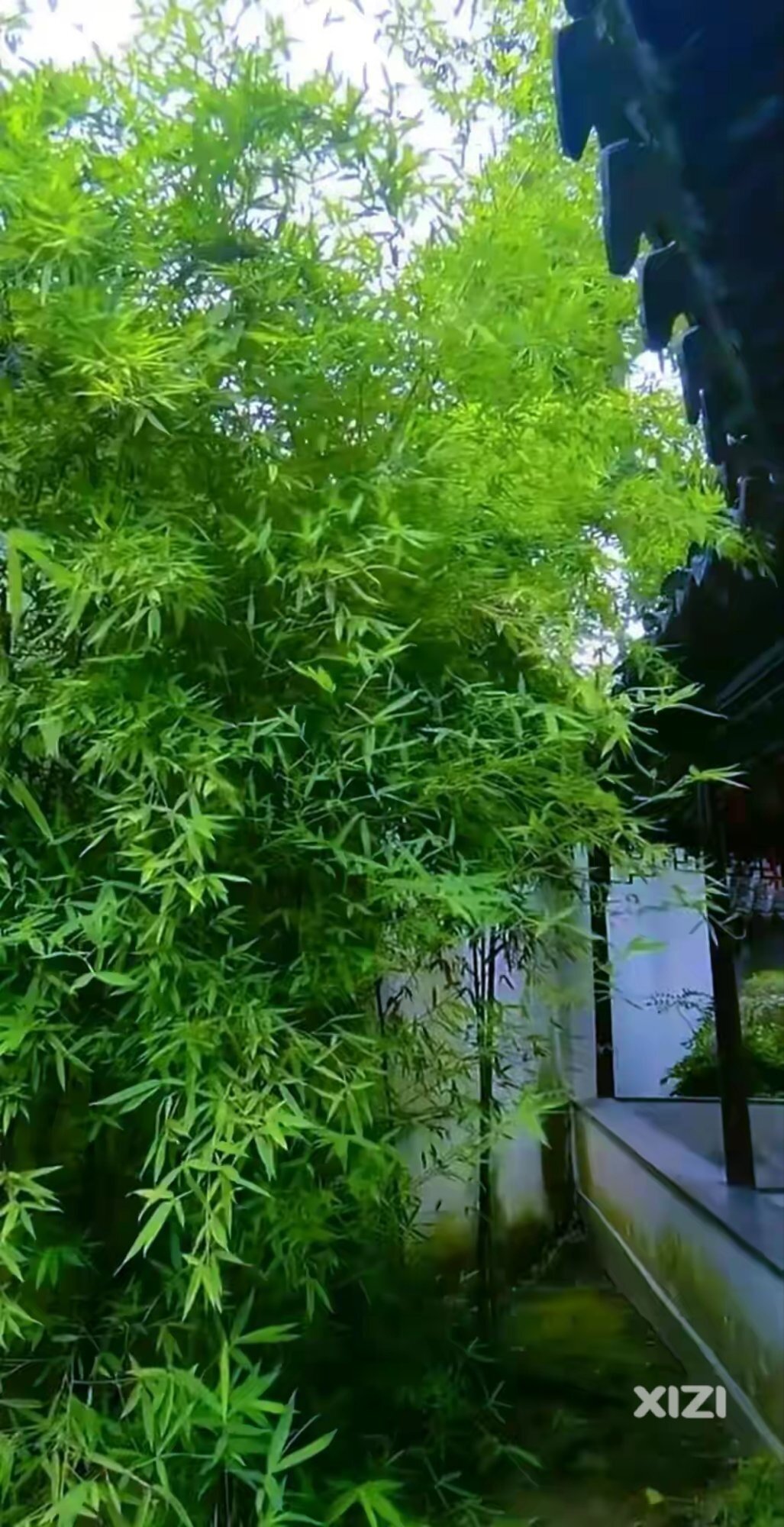 少看手机，多看些绿色植物养养眼