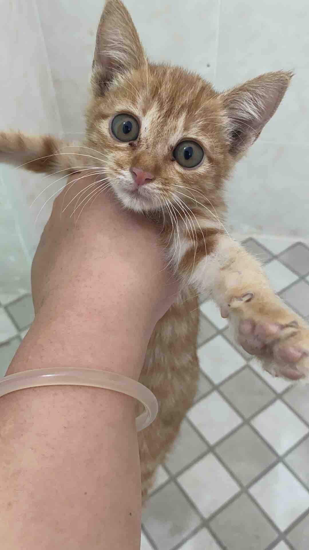 猫咪找领养