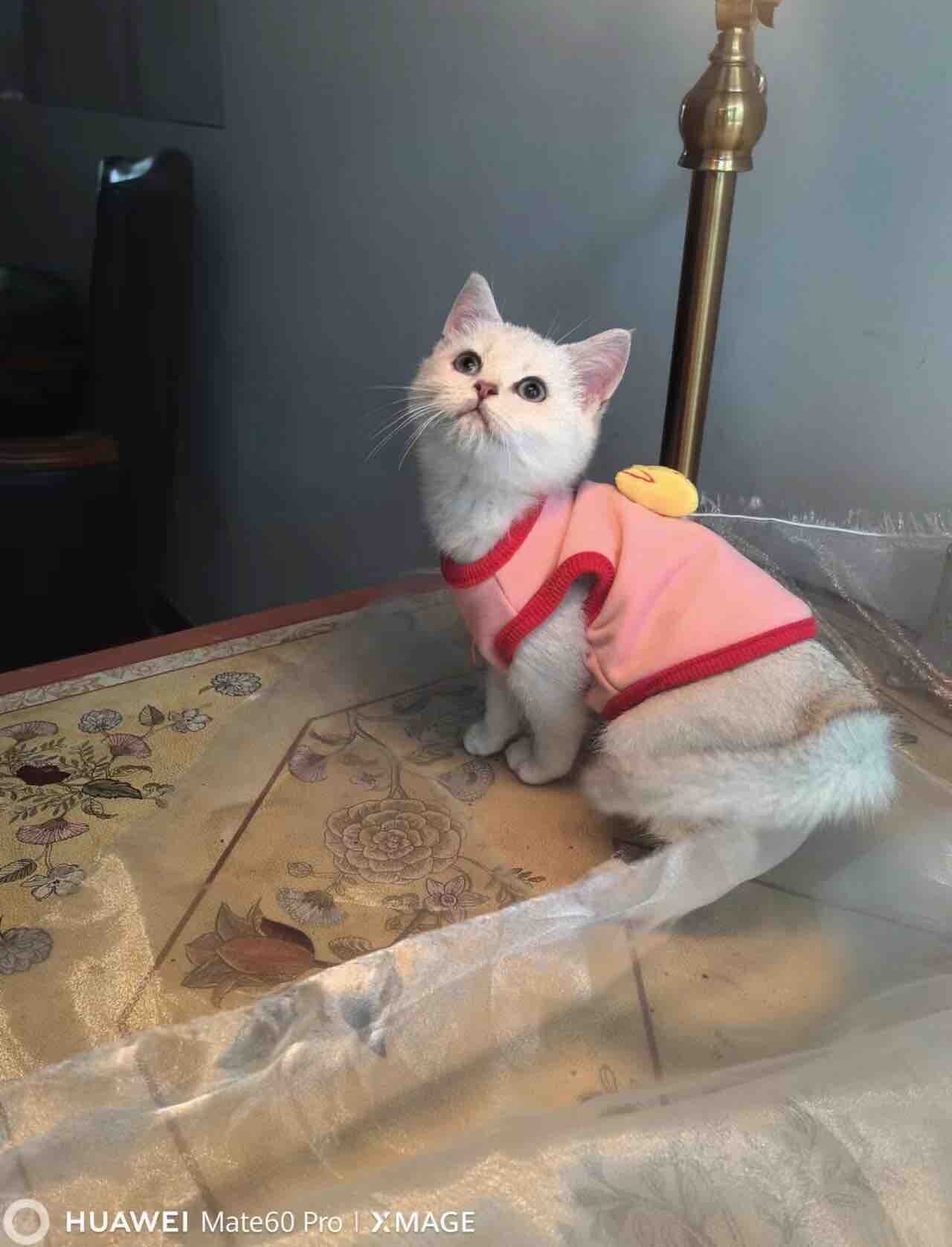 自己养的非非非非常粘人的银渐层弟弟全款才400元百400元！