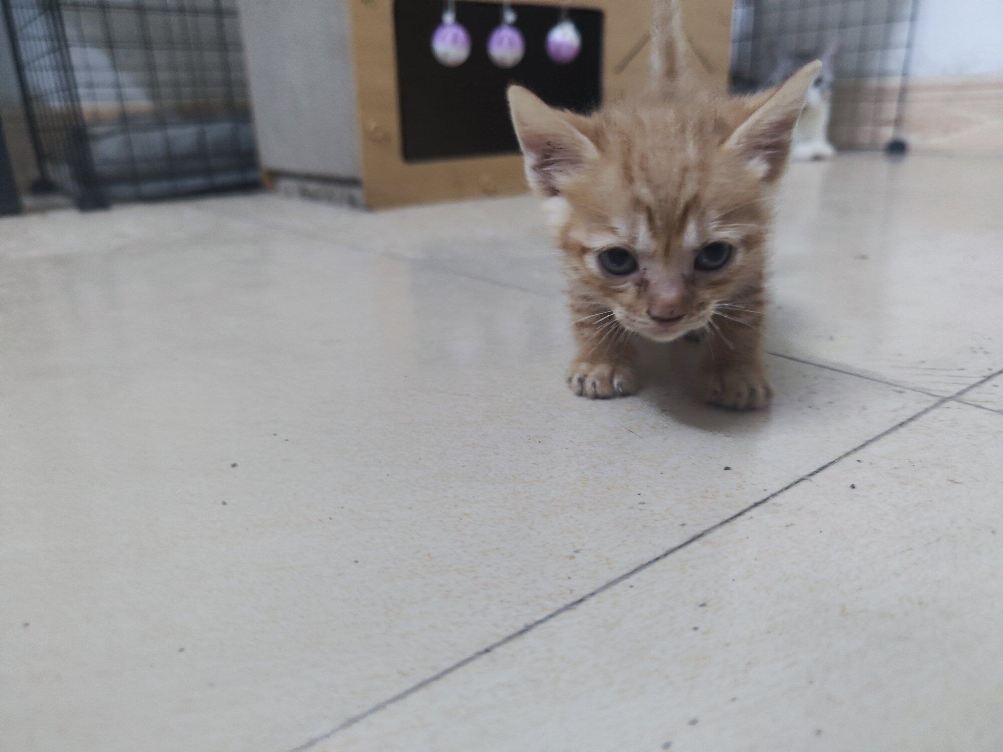 猫咪免费领养
