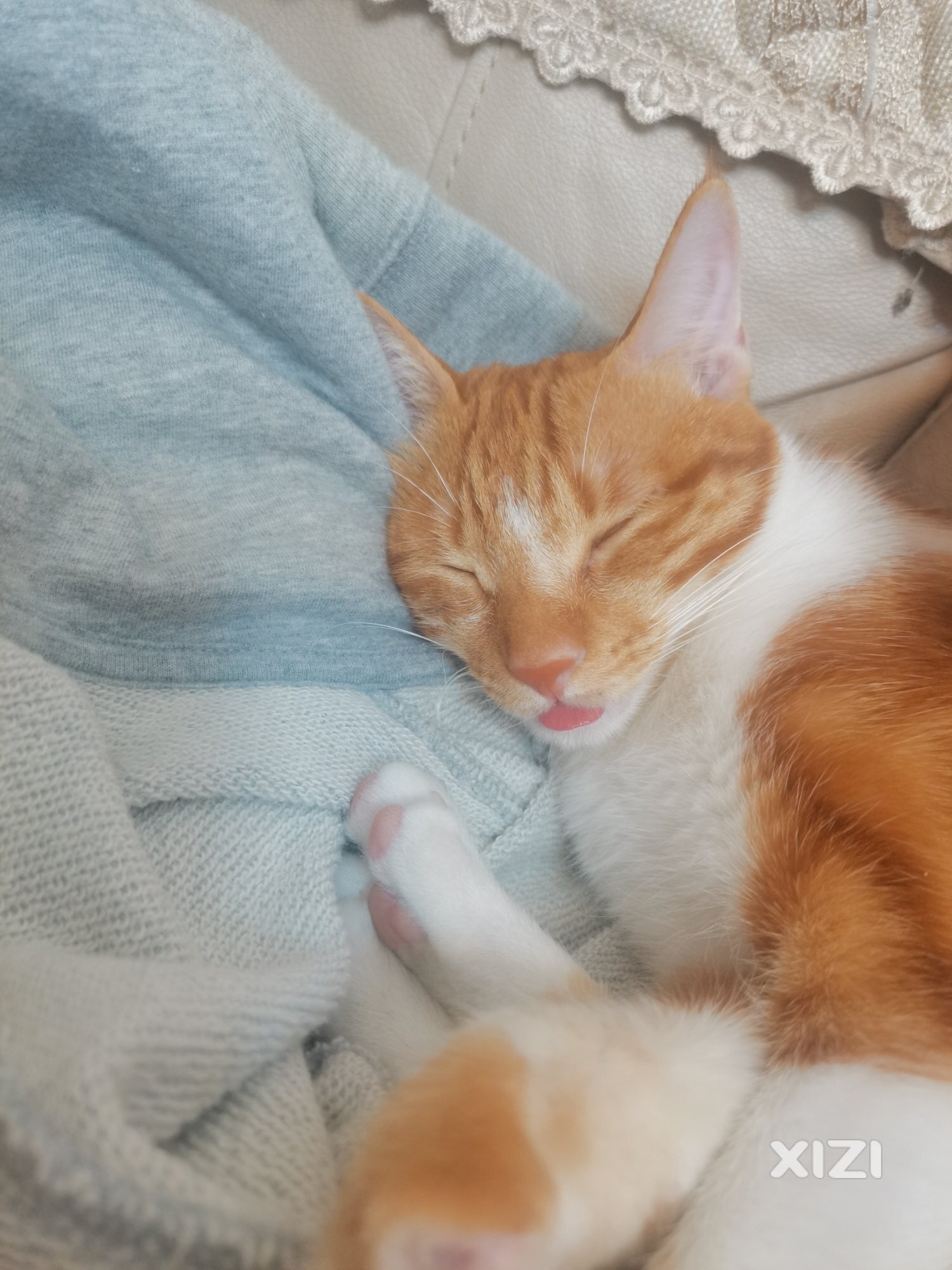 橘白母猫求领养
