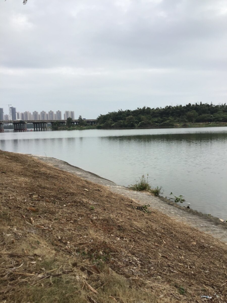 坐在江边发呆看鱼