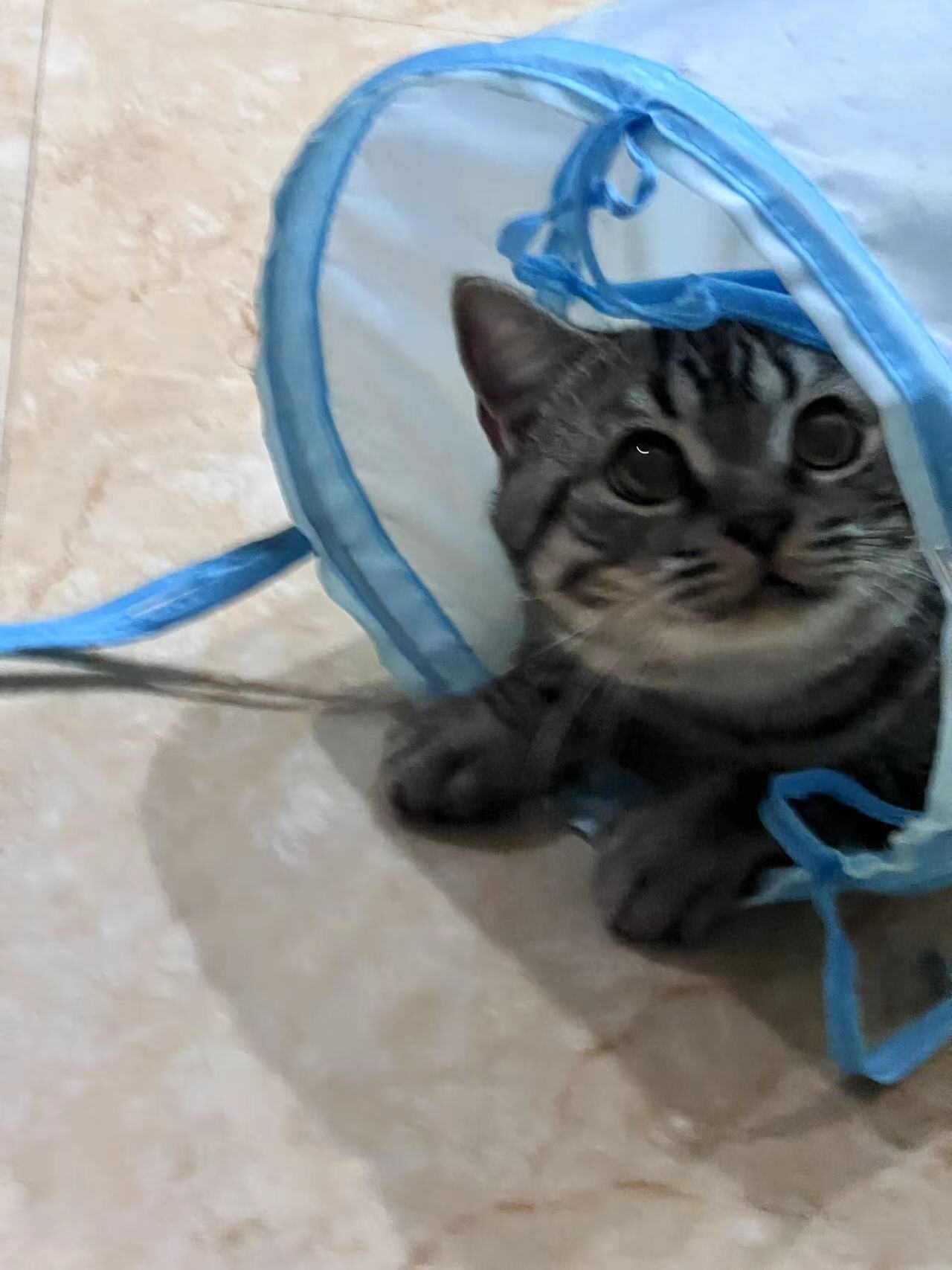 惠州仲恺已绝育超粘人英短虎斑猫免费领养