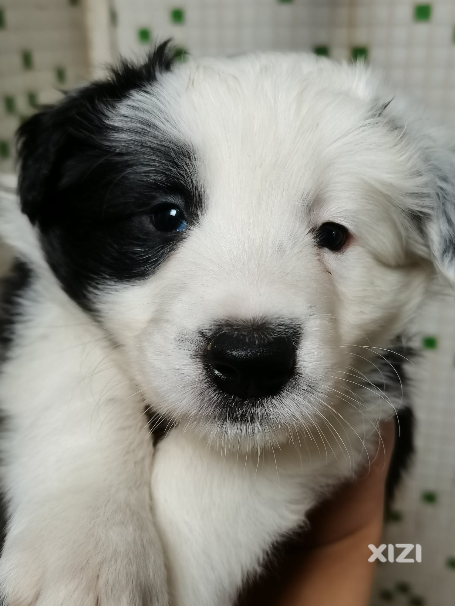 小边牧