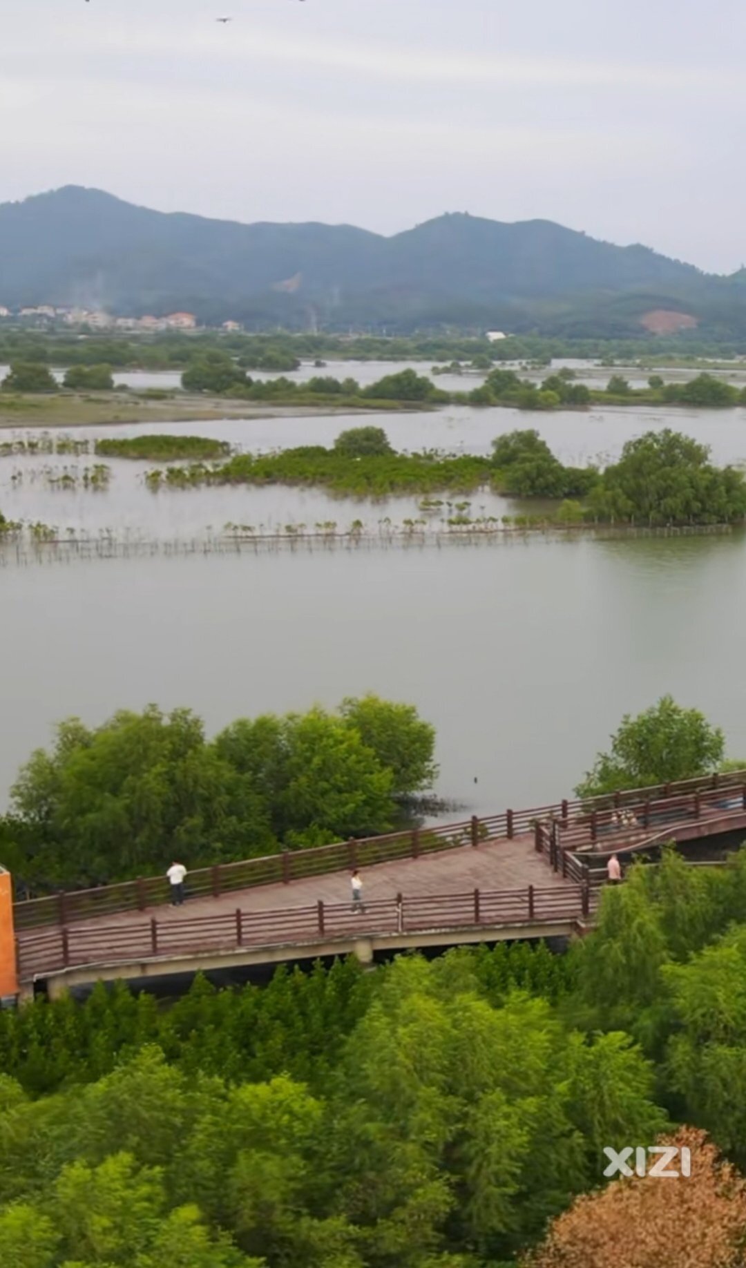 惠州好招楼红树林湿地公园来的游客越来越多了
