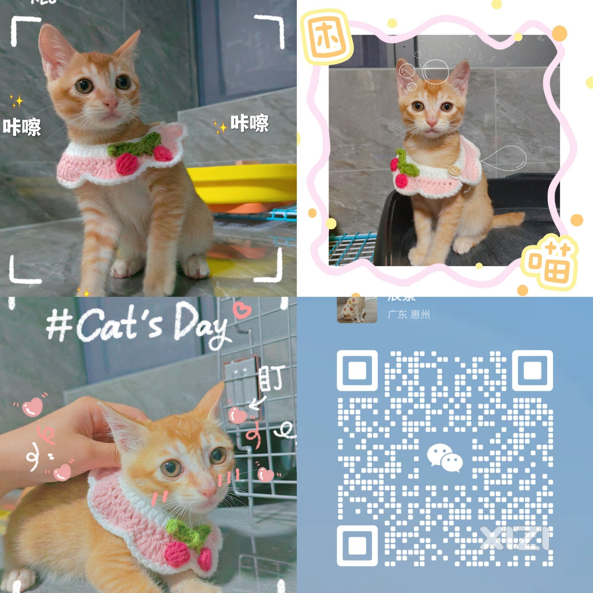 一只金灿灿的小小猫等待领养/猫咪领养