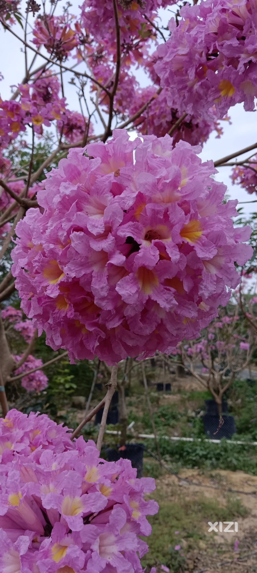 紫色花开成绣球形状