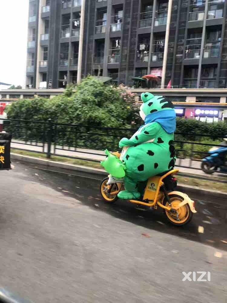 偶遇一只大青蛙
