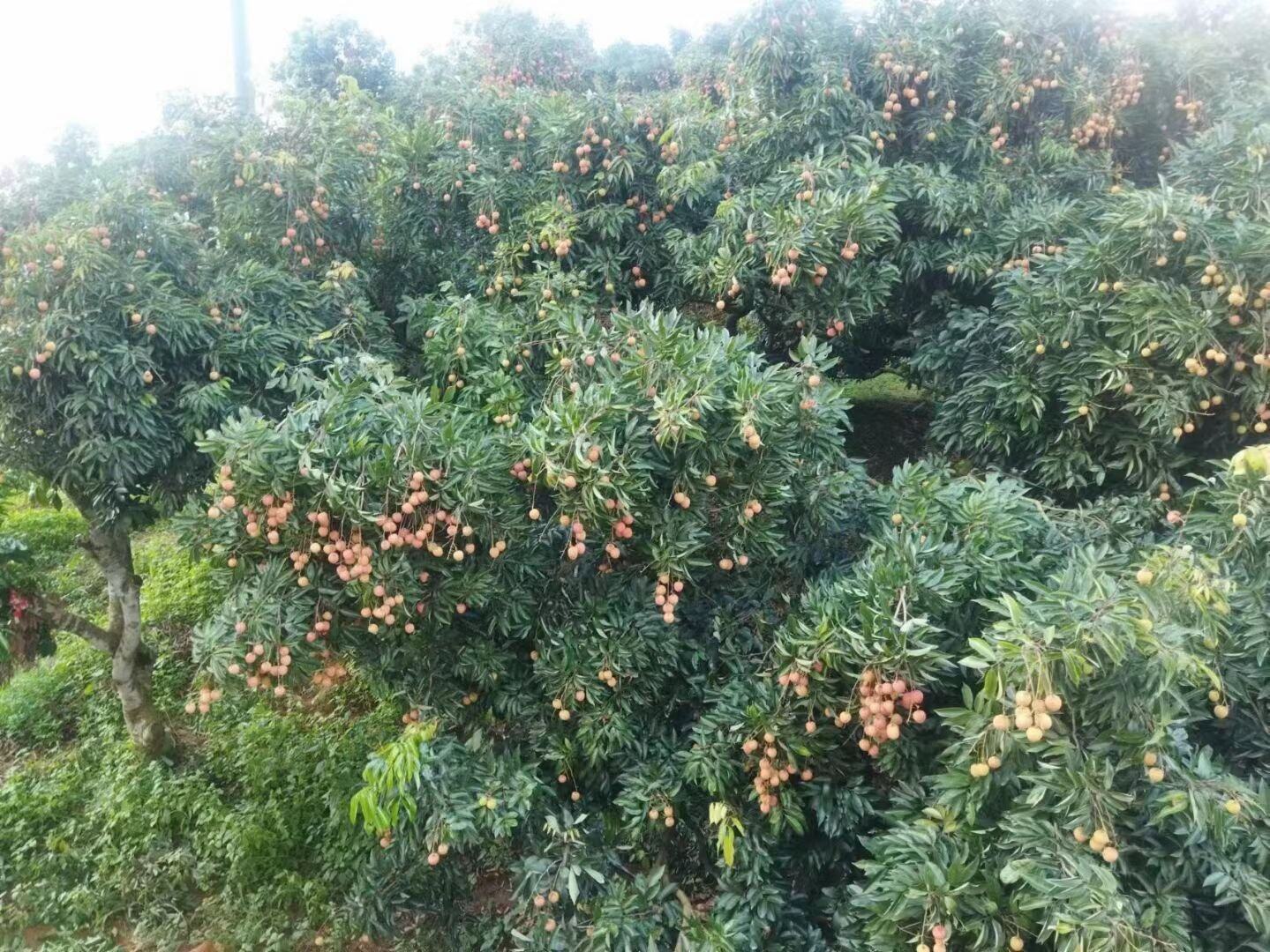 一方水土有一方味道，今年荔枝不错！