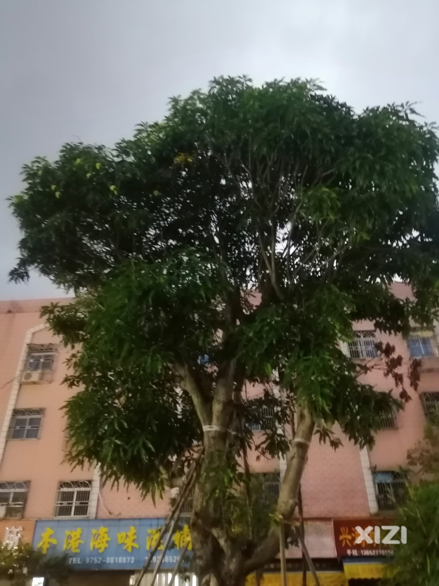 芒果树头的芒果结果了