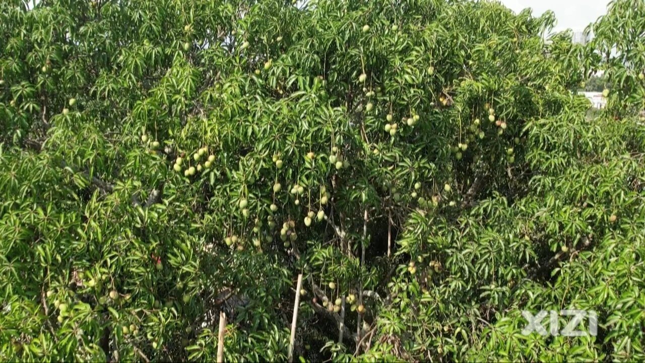 惠东大岭：果香飘逸挂满枝 400亩大洲芒果喜迎丰收