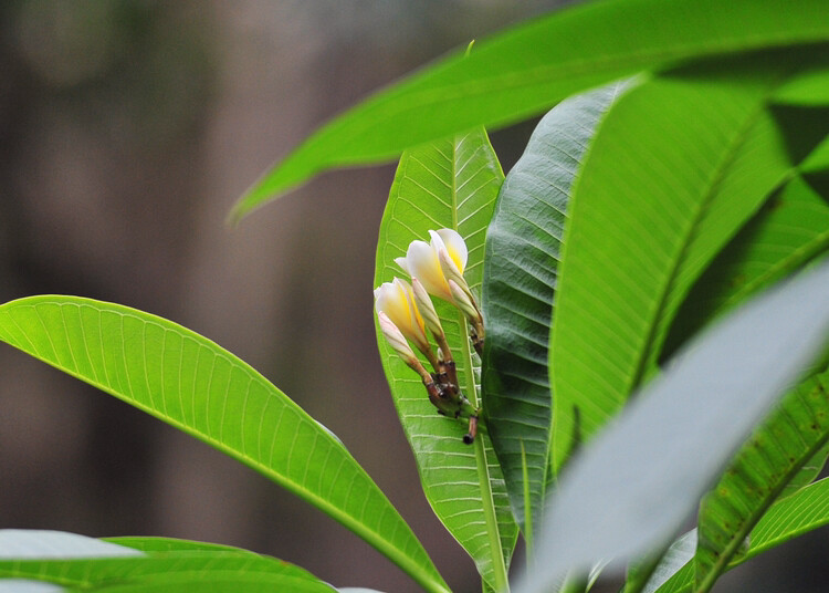 鸡蛋花
