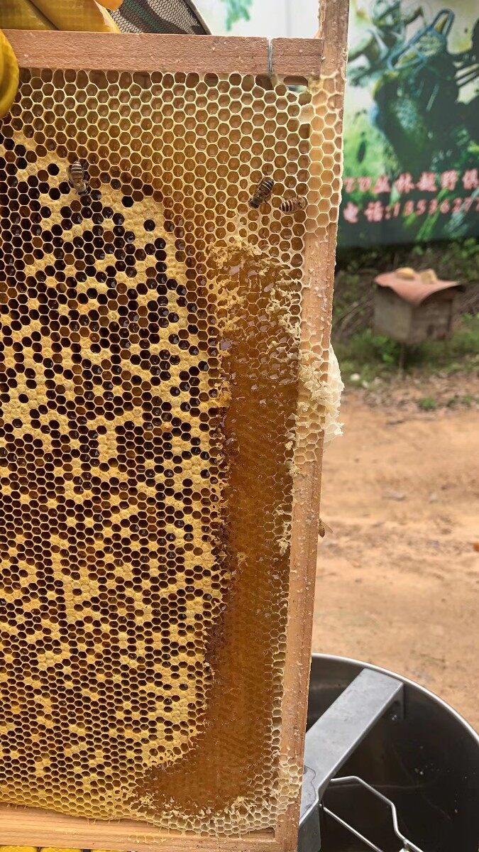 出售大量蜂蜜，找收购老板
