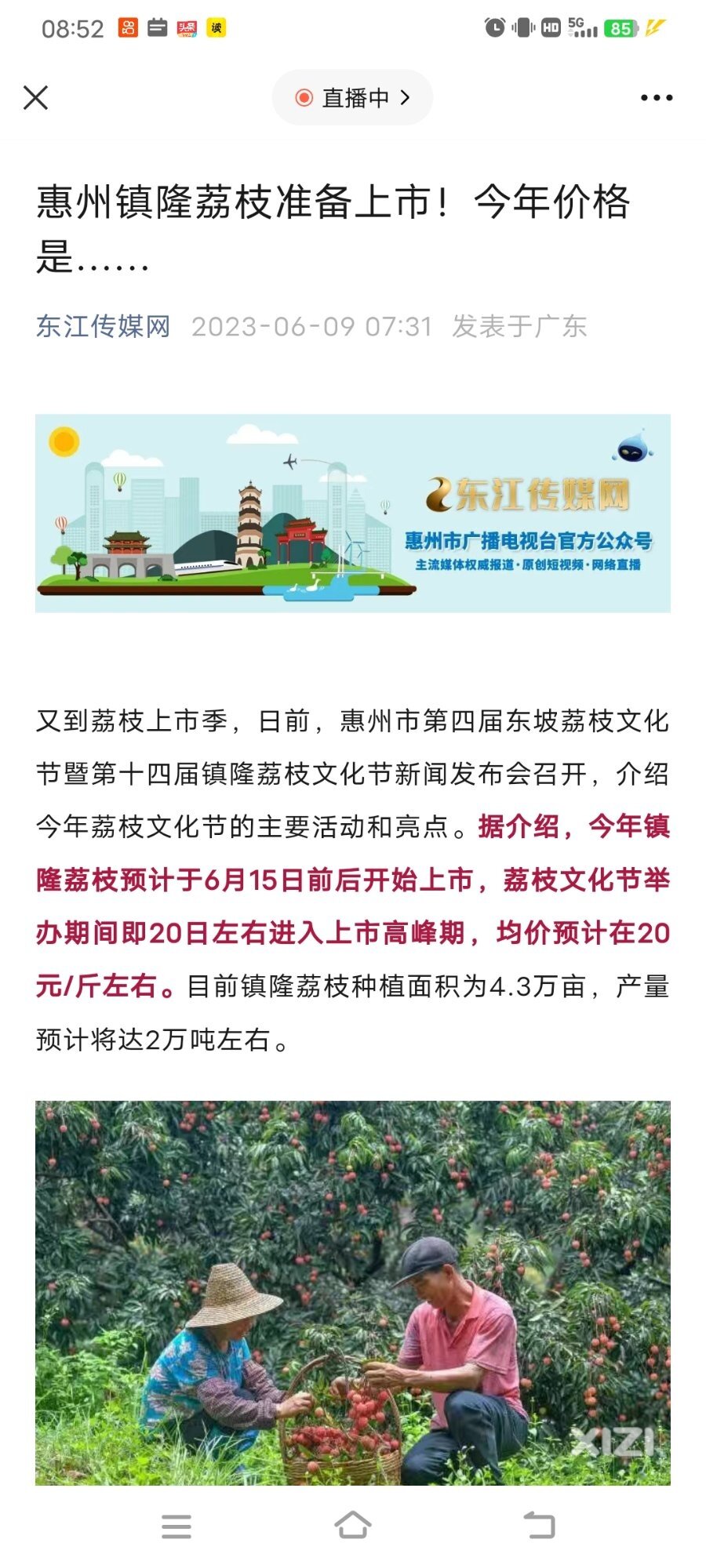 为什么本地荔枝贵这么多