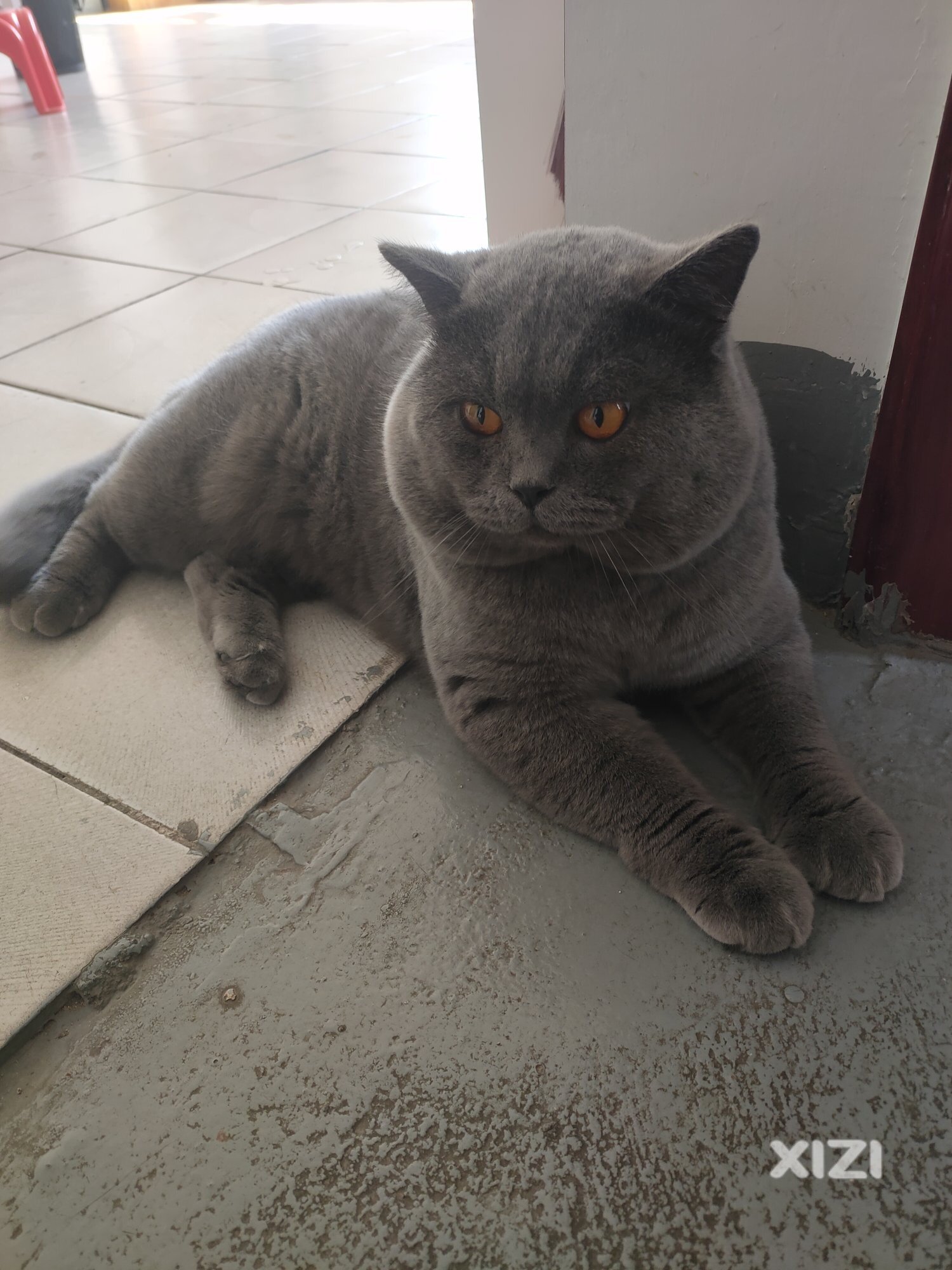 猫咪相亲